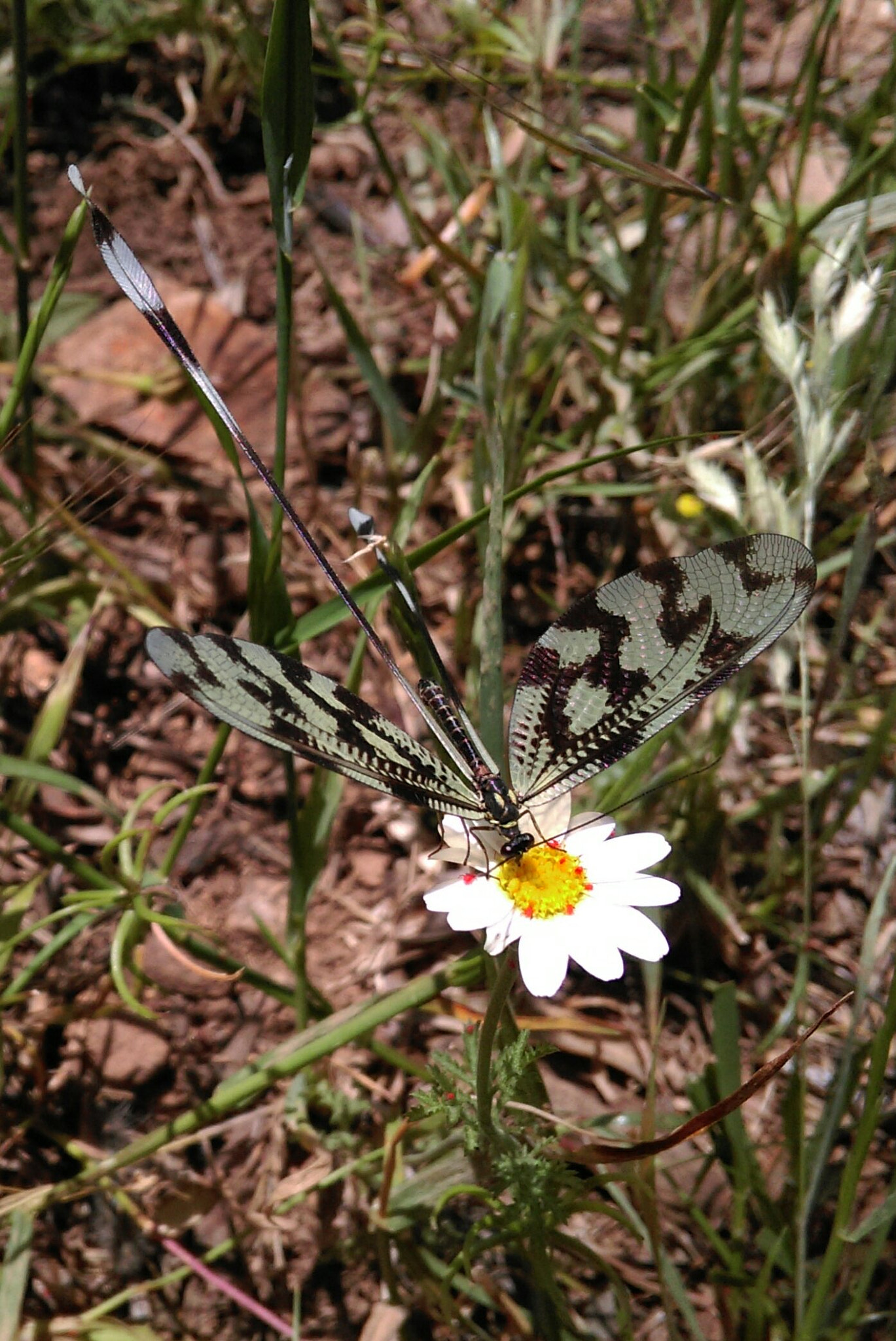 HTC ONE MINI 2 sample photo. Daisy & the others :) photography