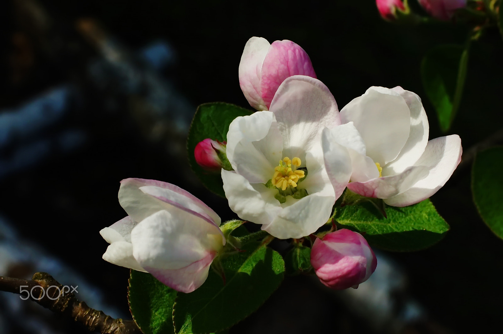 Sony Alpha DSLR-A550 + Sony DT 30mm F2.8 Macro SAM sample photo. Дикая яблоня photography