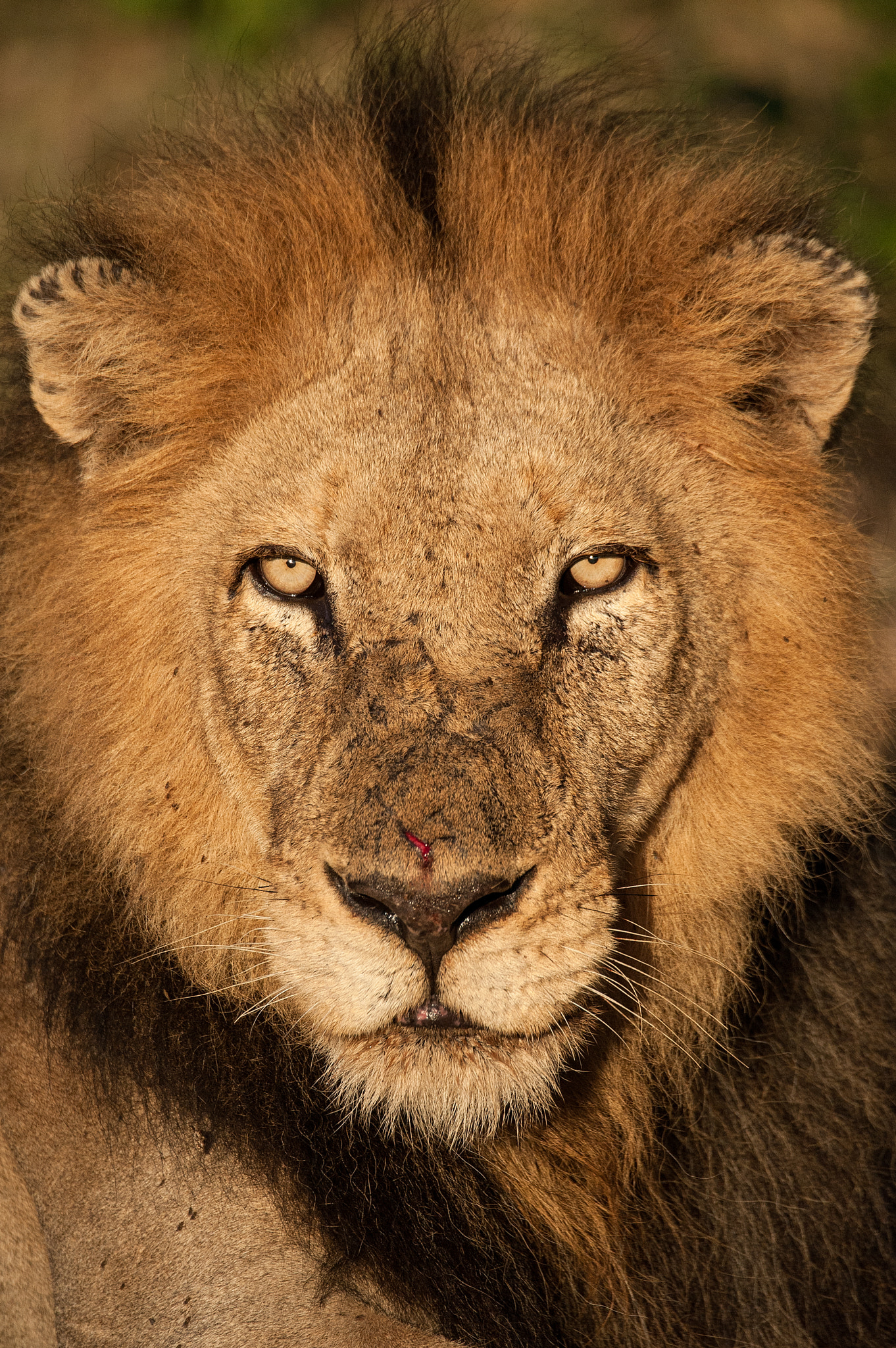 Nikon D3 + Sigma 150-600mm F5-6.3 DG OS HSM | S sample photo. Gold plated lion photography