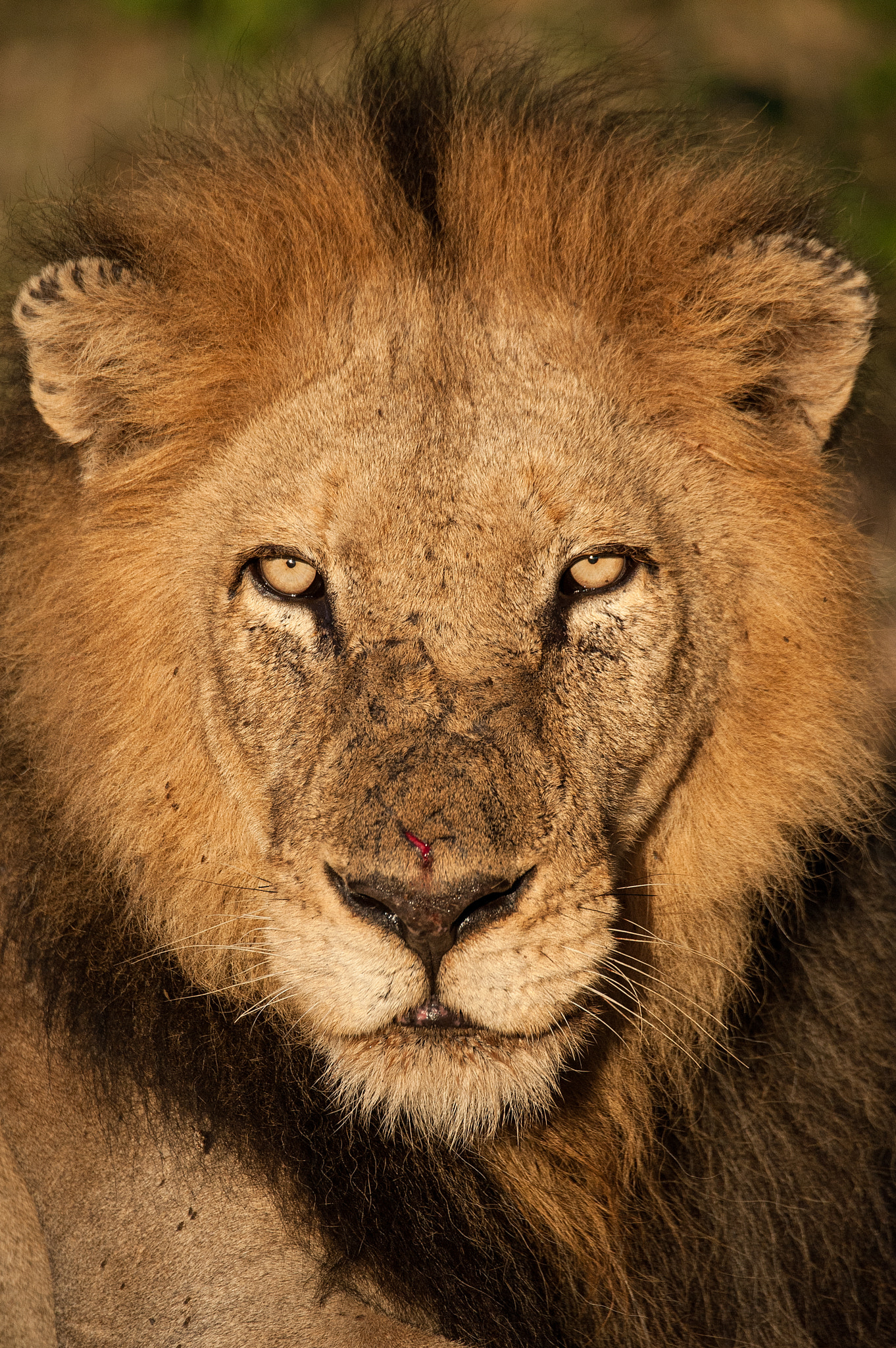 Sigma 150-600mm F5-6.3 DG OS HSM | S sample photo. Gold plated lion photography