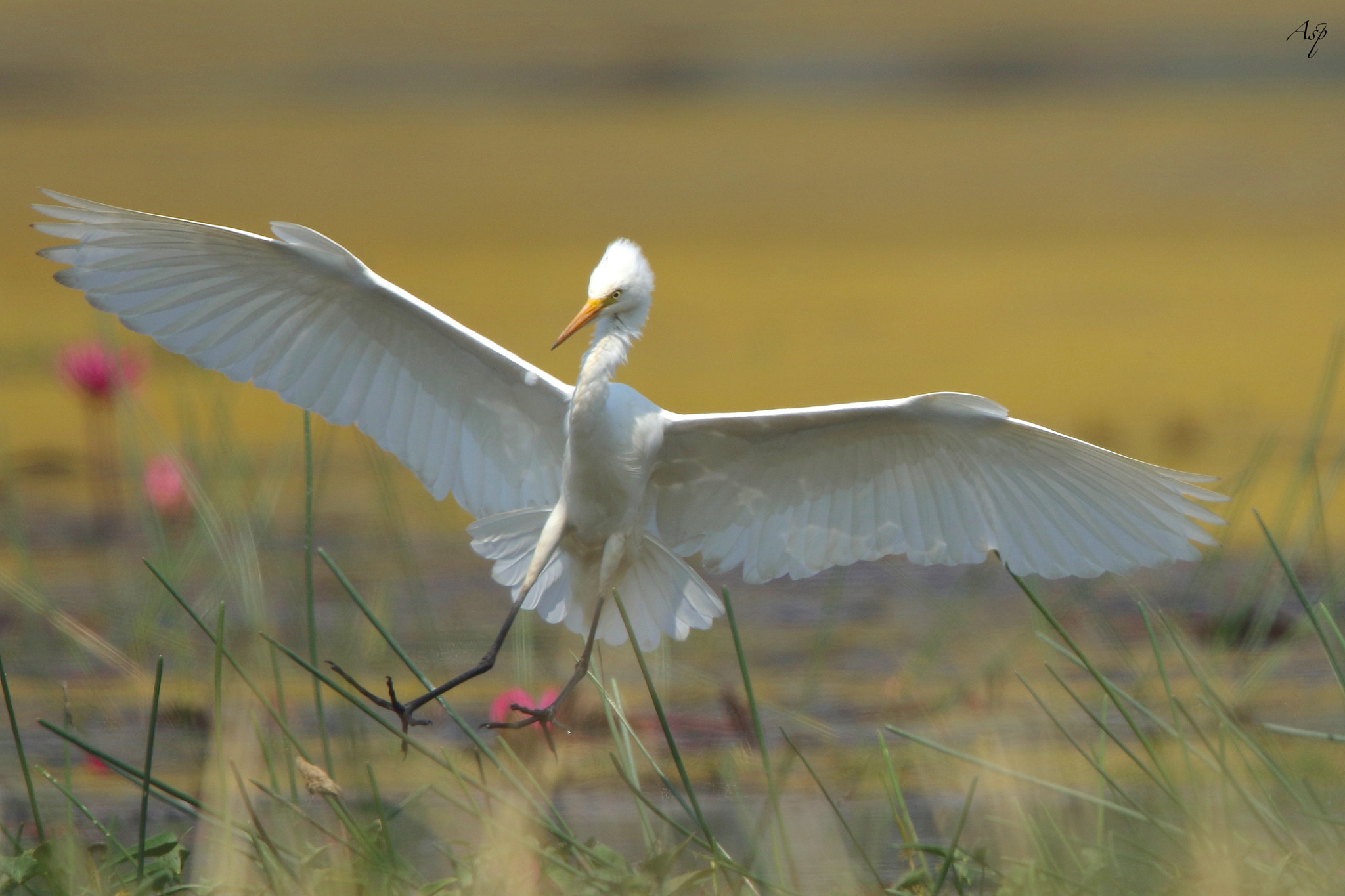Canon EF 600mm F4L IS II USM sample photo. Landing photography