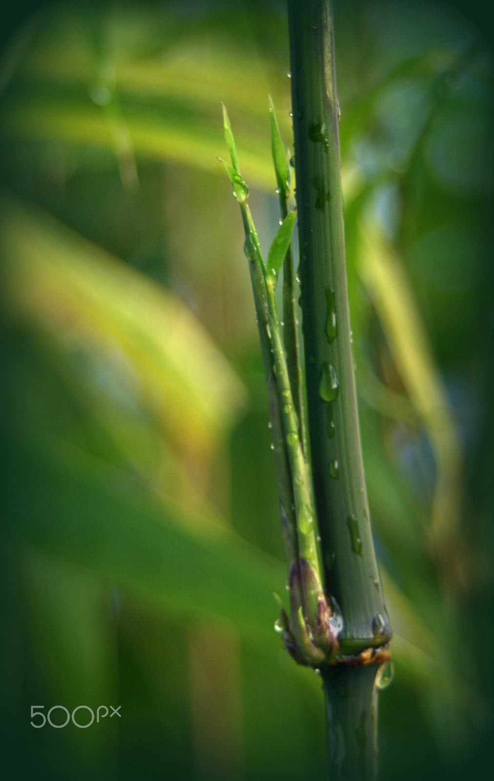 Sigma 28-90mm F3.5-5.6 Macro sample photo. Chimonobambusa quadrangularis photography