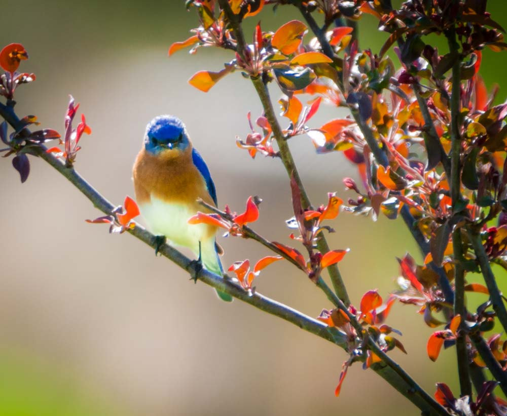 Sigma 150-600mm F5-6.3 DG OS HSM | C sample photo. The male bluebird photography