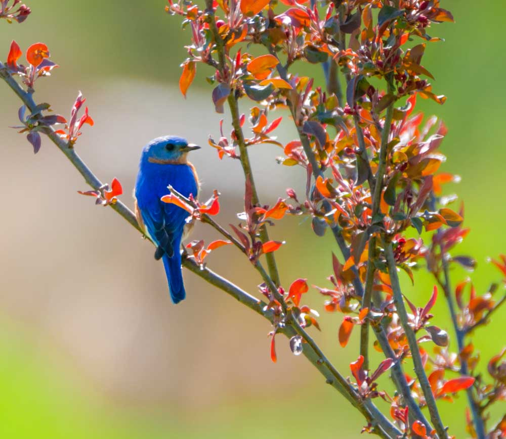 Sigma 150-600mm F5-6.3 DG OS HSM | C sample photo. The male bluebird photography