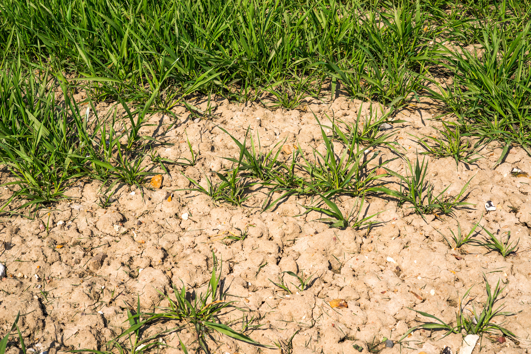 Sony a7R + Sony 50mm F1.4 sample photo. Green plants in dry soil photography