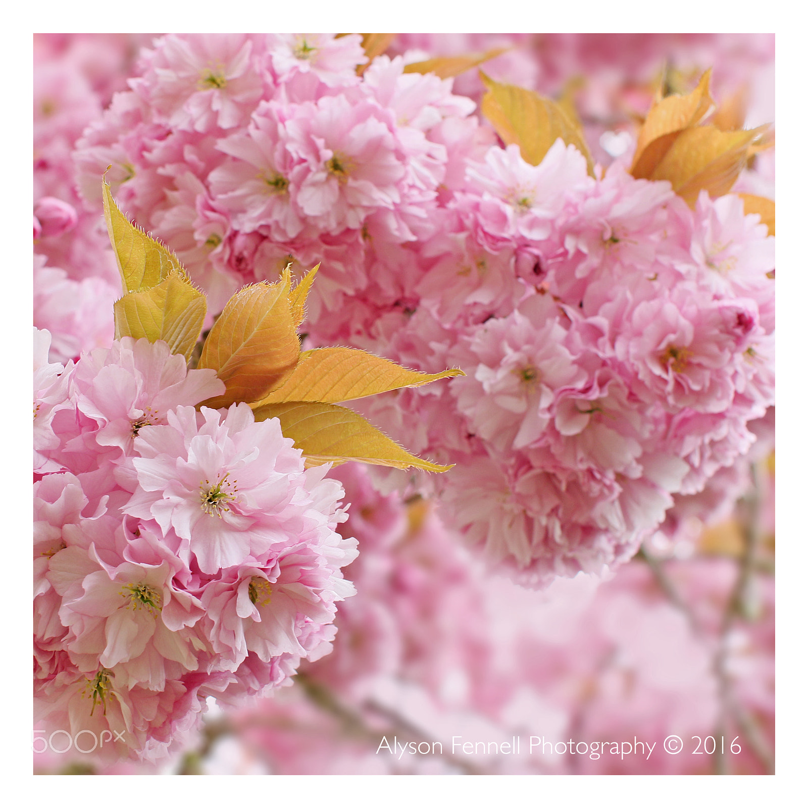 Canon EF 50mm F1.2L USM sample photo. Pink cherry blossom photography