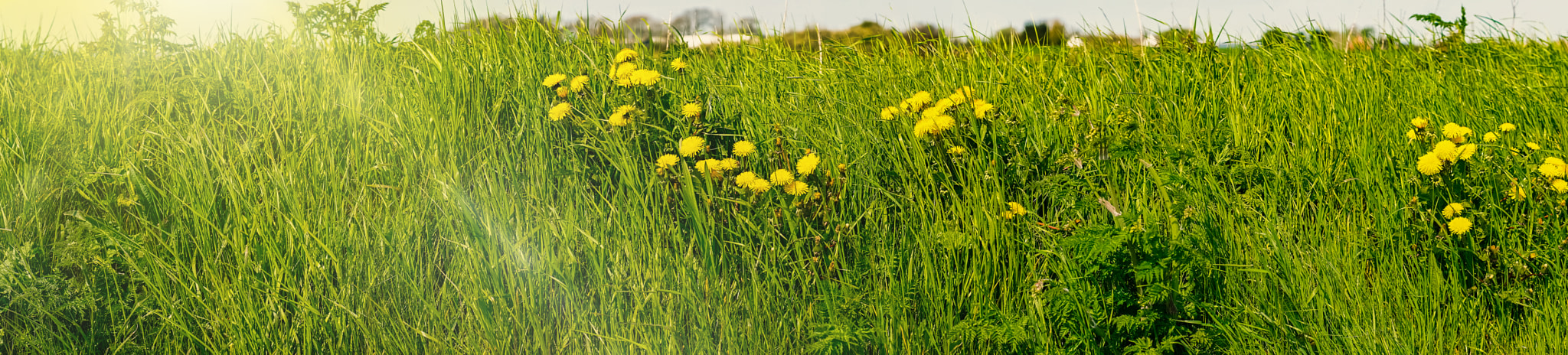 Sony a7R + Minolta AF 50mm F1.4 [New] sample photo. Dandelions on a green field in the sunlight photography