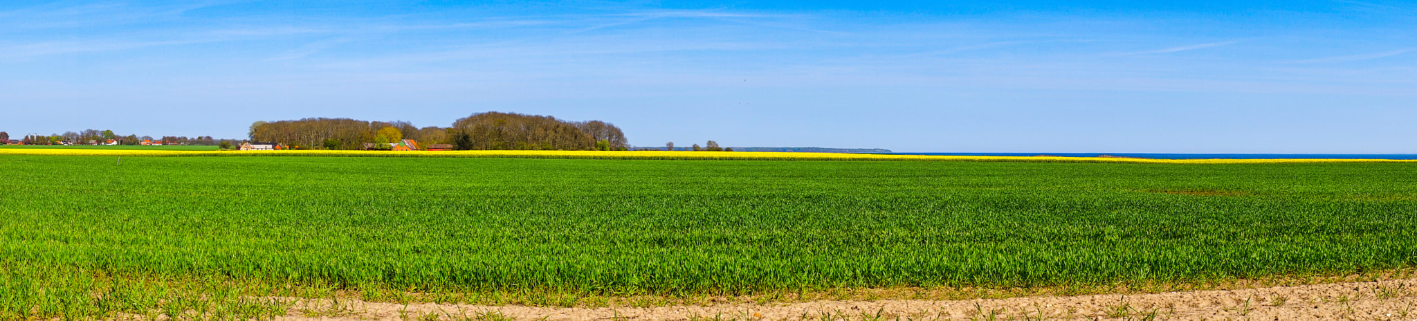 Sony a7R + Minolta AF 50mm F1.4 [New] sample photo. Panorama landscape with a canola field photography