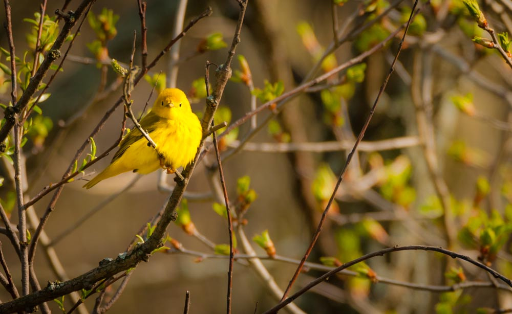Sigma 150-600mm F5-6.3 DG OS HSM | C sample photo. Yellow warbler photography
