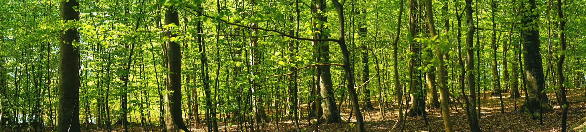 Sony a7R + Minolta AF 50mm F1.4 [New] sample photo. Beech forest scenery in panorama photography