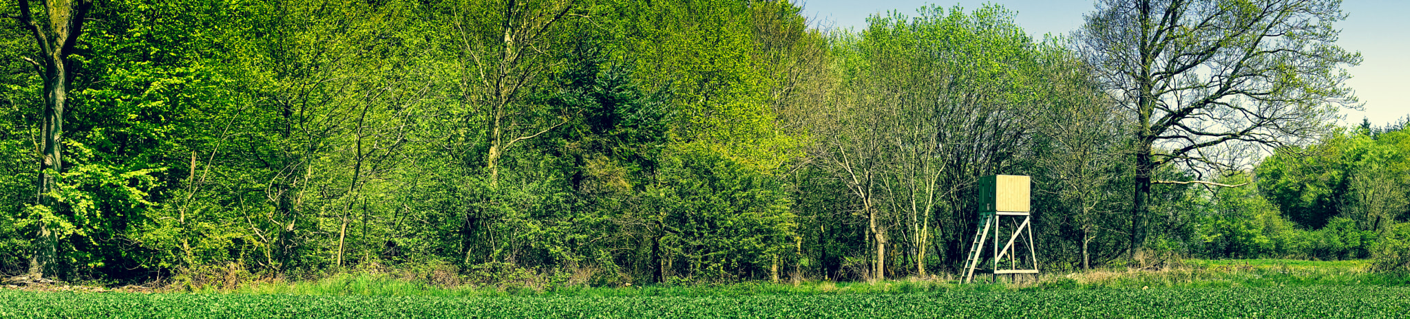 Sony a7R + Minolta AF 50mm F1.4 [New] sample photo. Wooden tower in a green forest photography