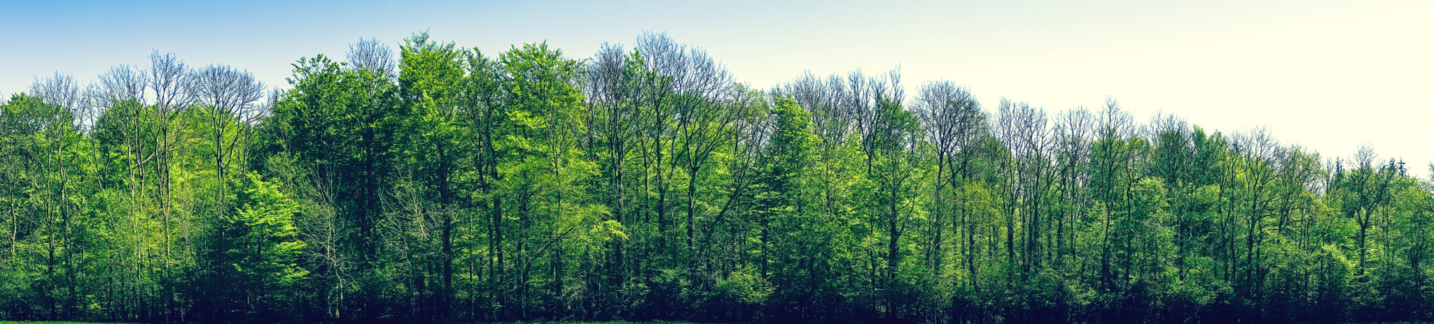 Sony a7R + Minolta AF 50mm F1.4 [New] sample photo. Green beech trees in panorama landscape photography