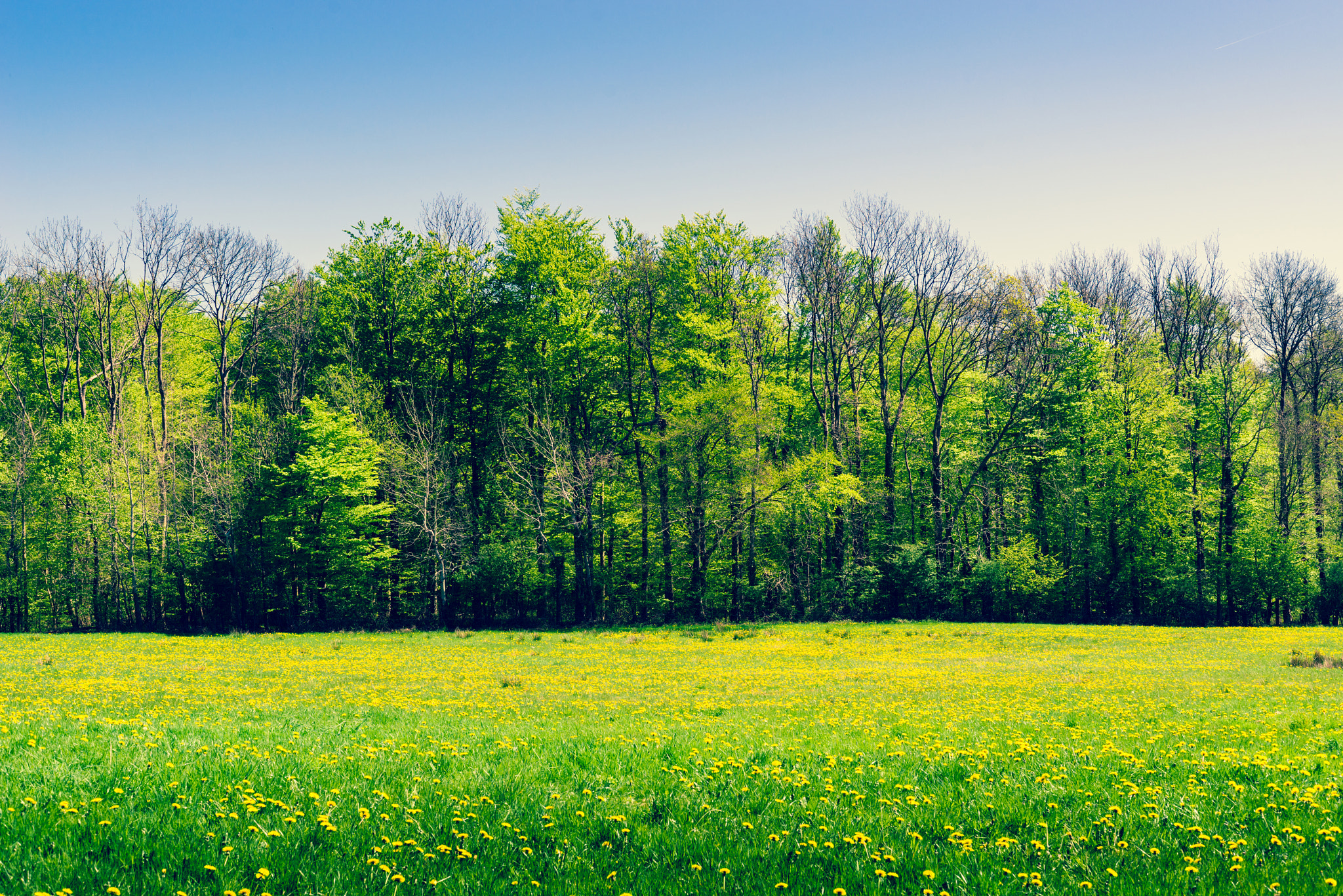 Sony a7R + Sony 50mm F1.4 sample photo. Green trees on a field with dandelions photography