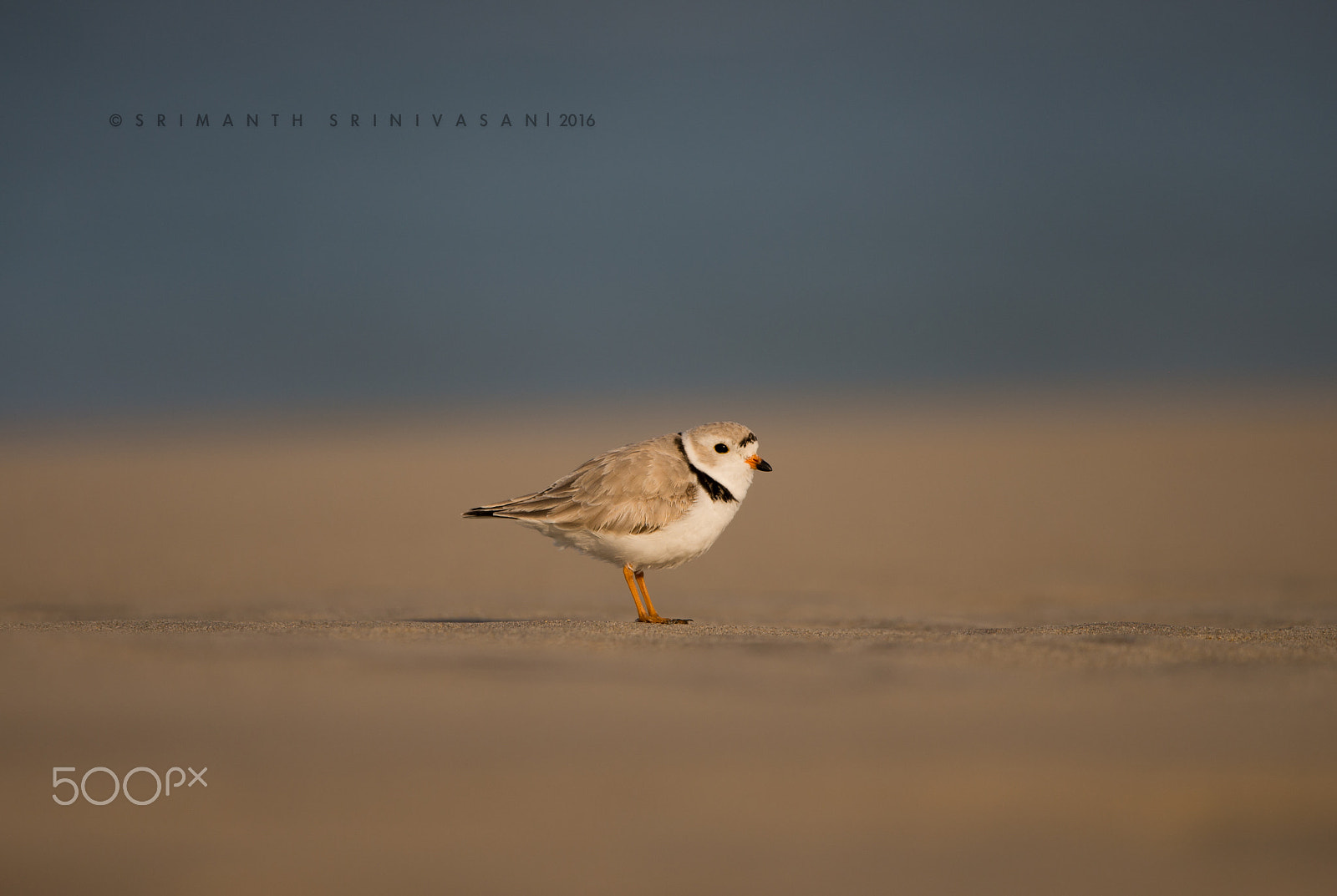 Nikon D610 + Nikon AF-S Nikkor 600mm F4G ED VR sample photo. Piping plover photography