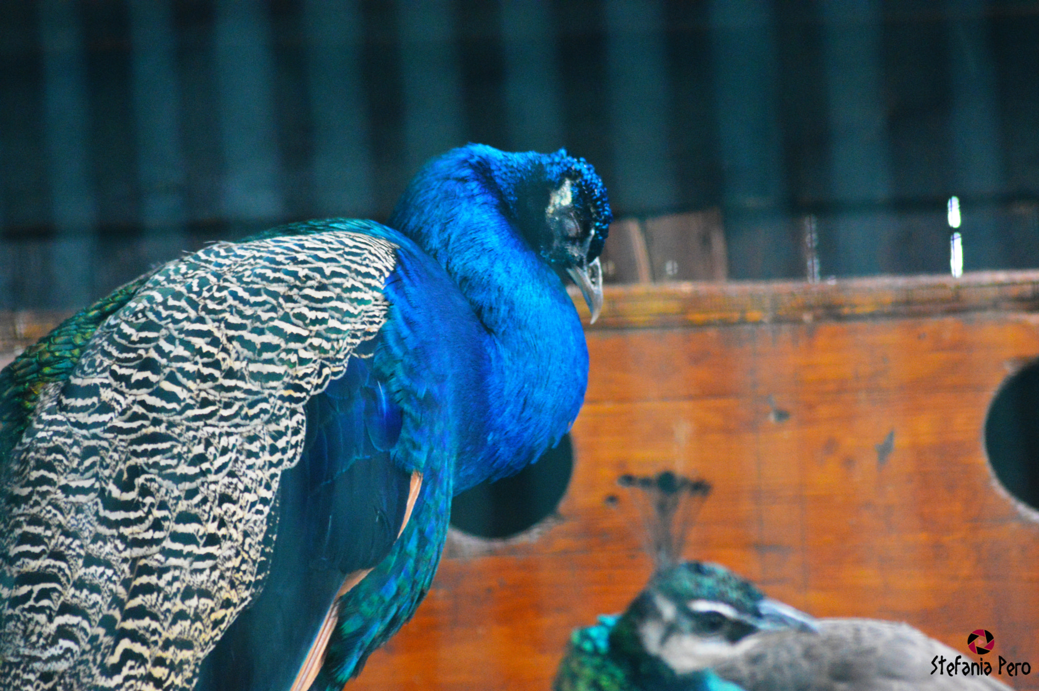 AF Zoom-Nikkor 35-105mm f/3.5-4.5 + 2x sample photo. Peacock sleeping photography