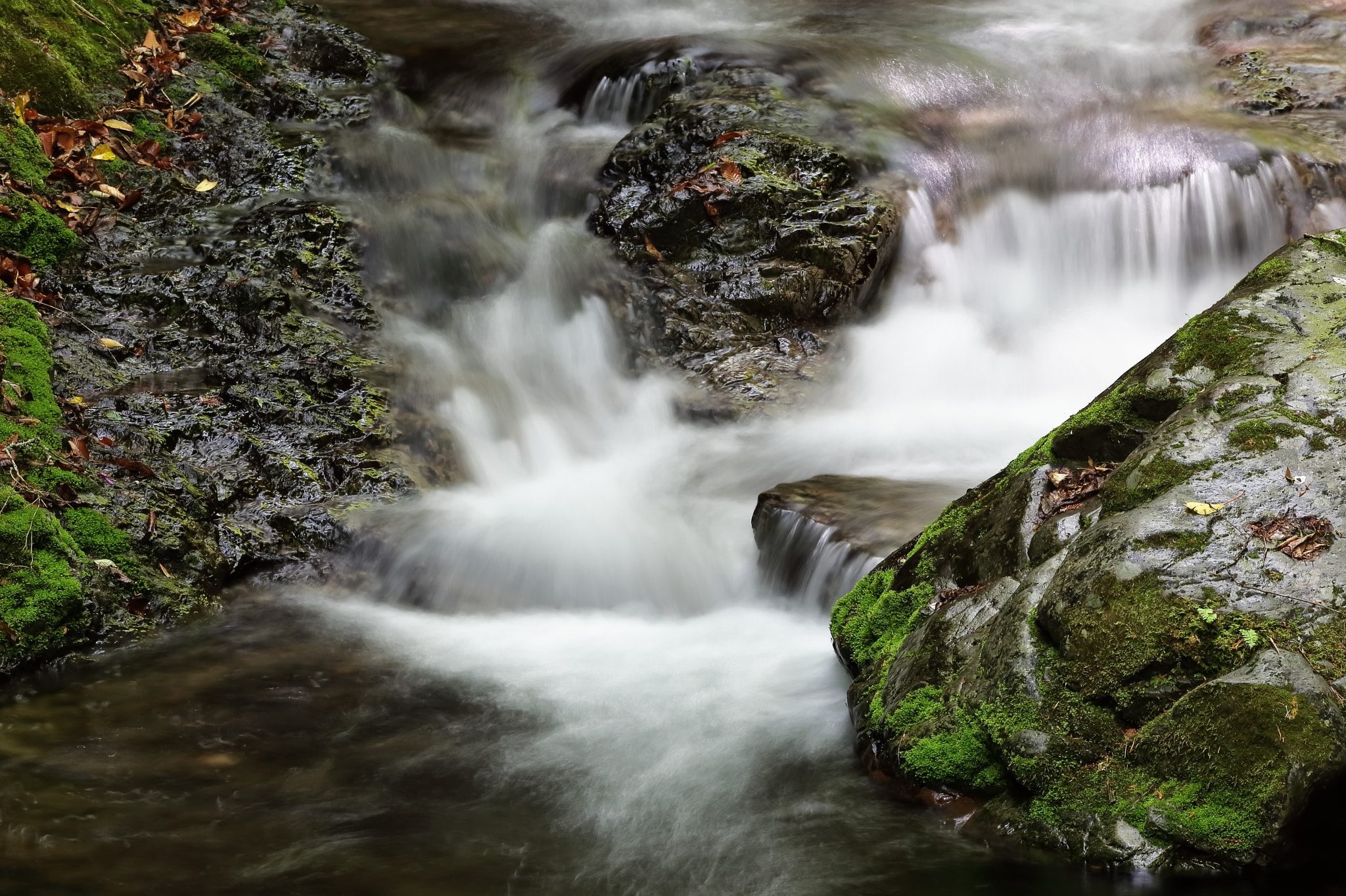 Canon EF 200mm F2.8L II USM sample photo. Headstream photography