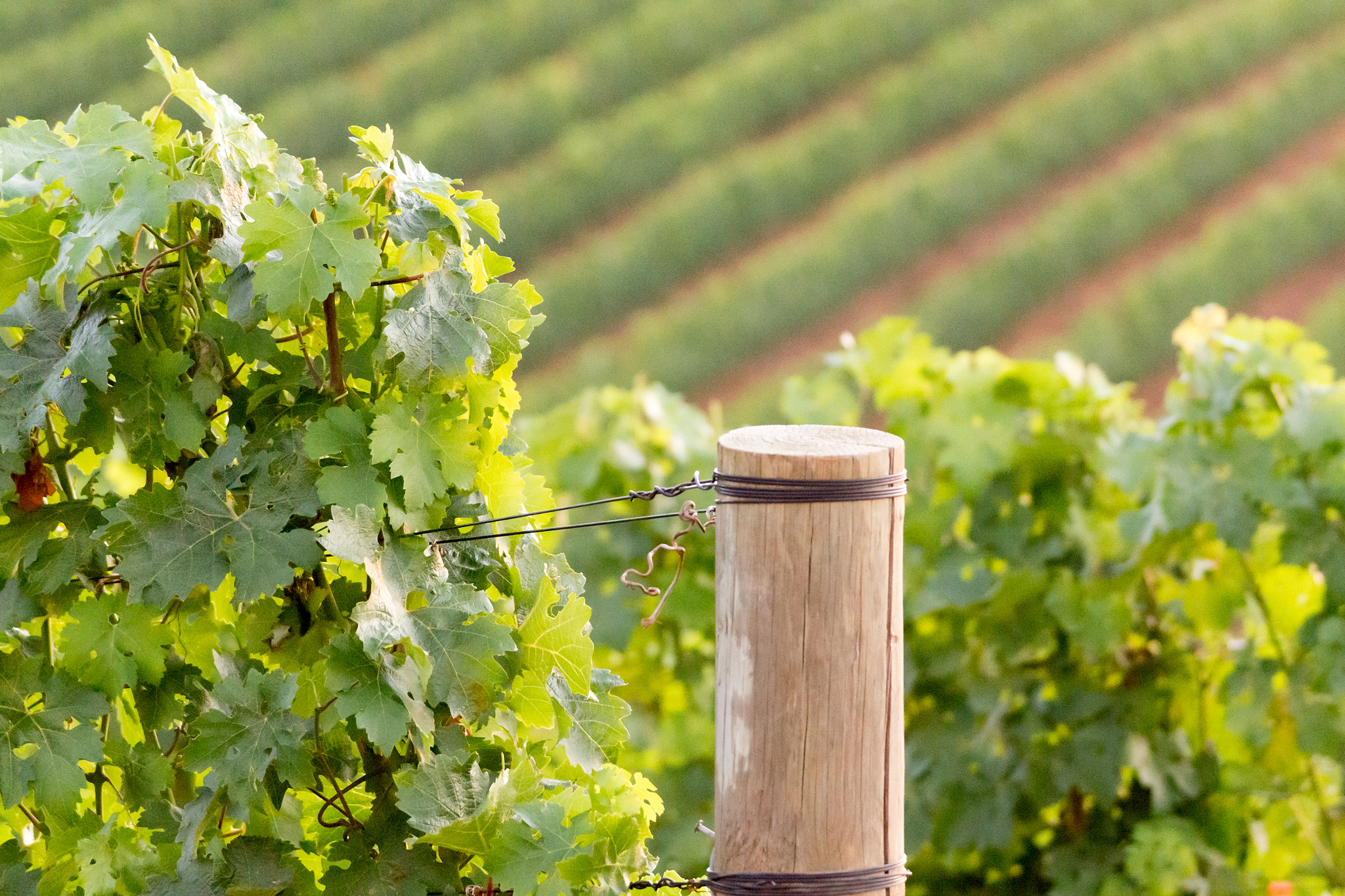 Sony 70-400mm F4-5.6 G SSM II sample photo. Vineyards photography