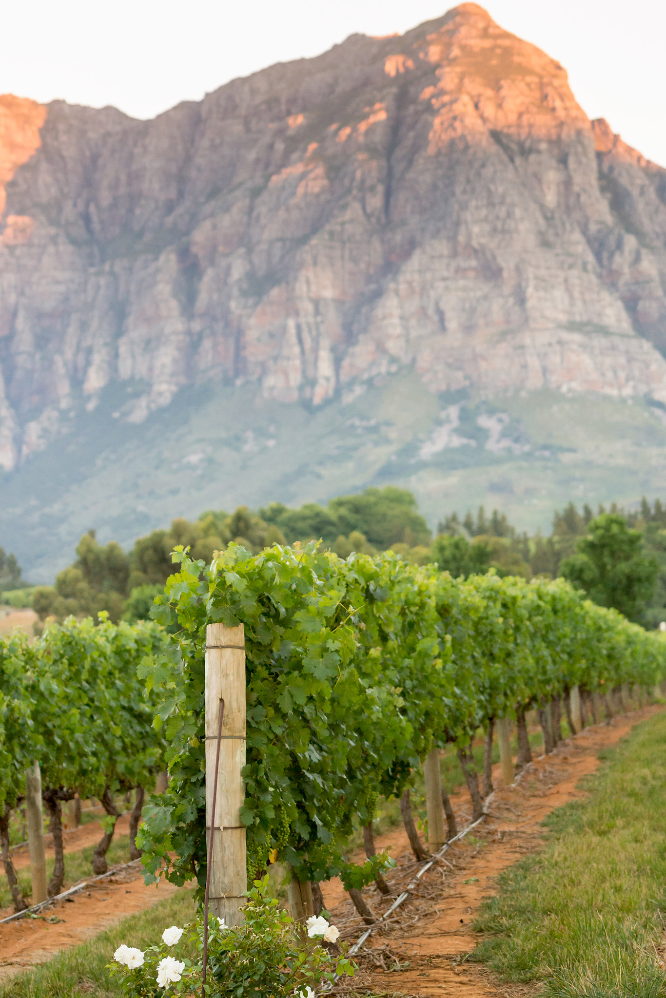 Sony 70-400mm F4-5.6 G SSM II sample photo. Vineyards photography