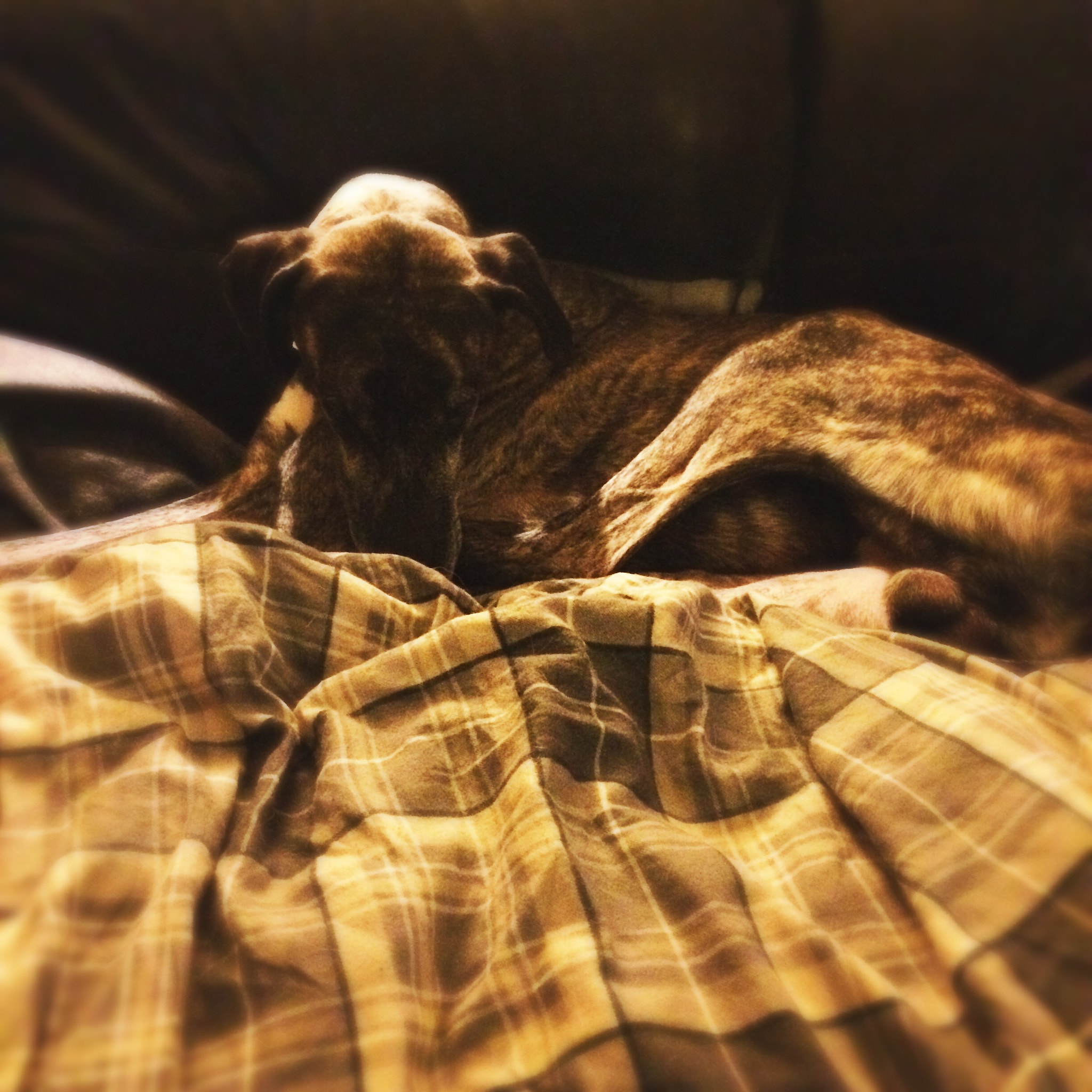 Hipstamatic 305 sample photo. Davie the dug. photography