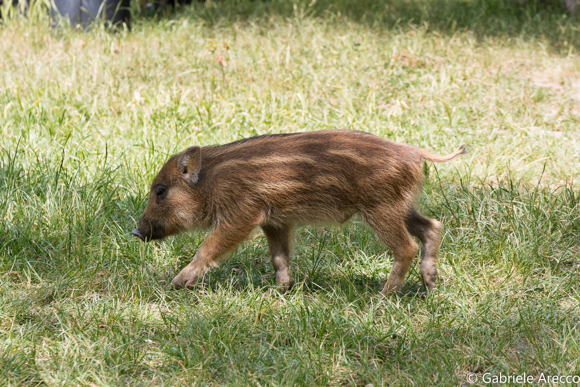 Nikon D7100 + Sigma 17-70mm F2.8-4 DC Macro OS HSM | C sample photo. Baby boar photography