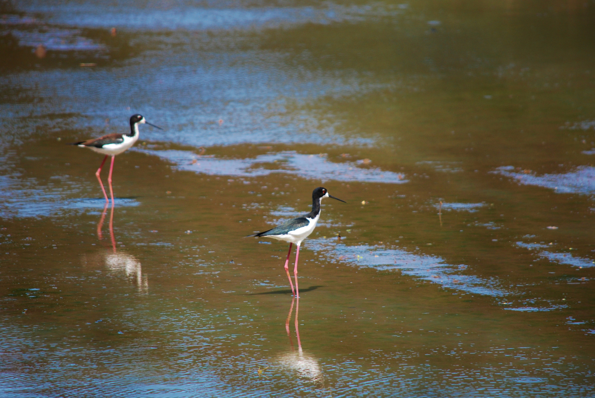 Nikon D60 sample photo. A'eo - hawaiian stilts photography