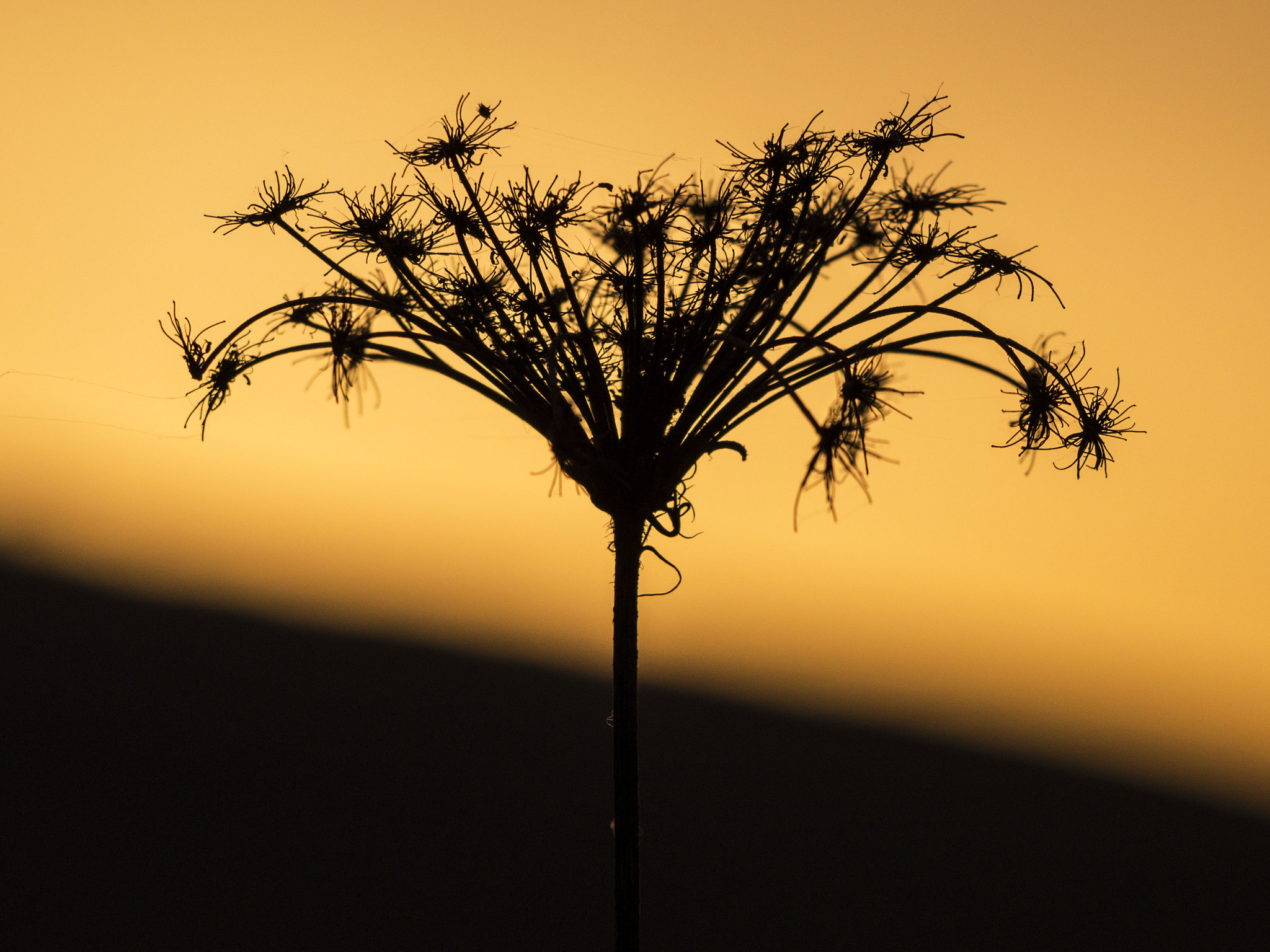 Olympus PEN E-PL5 sample photo. Sunset flower photography
