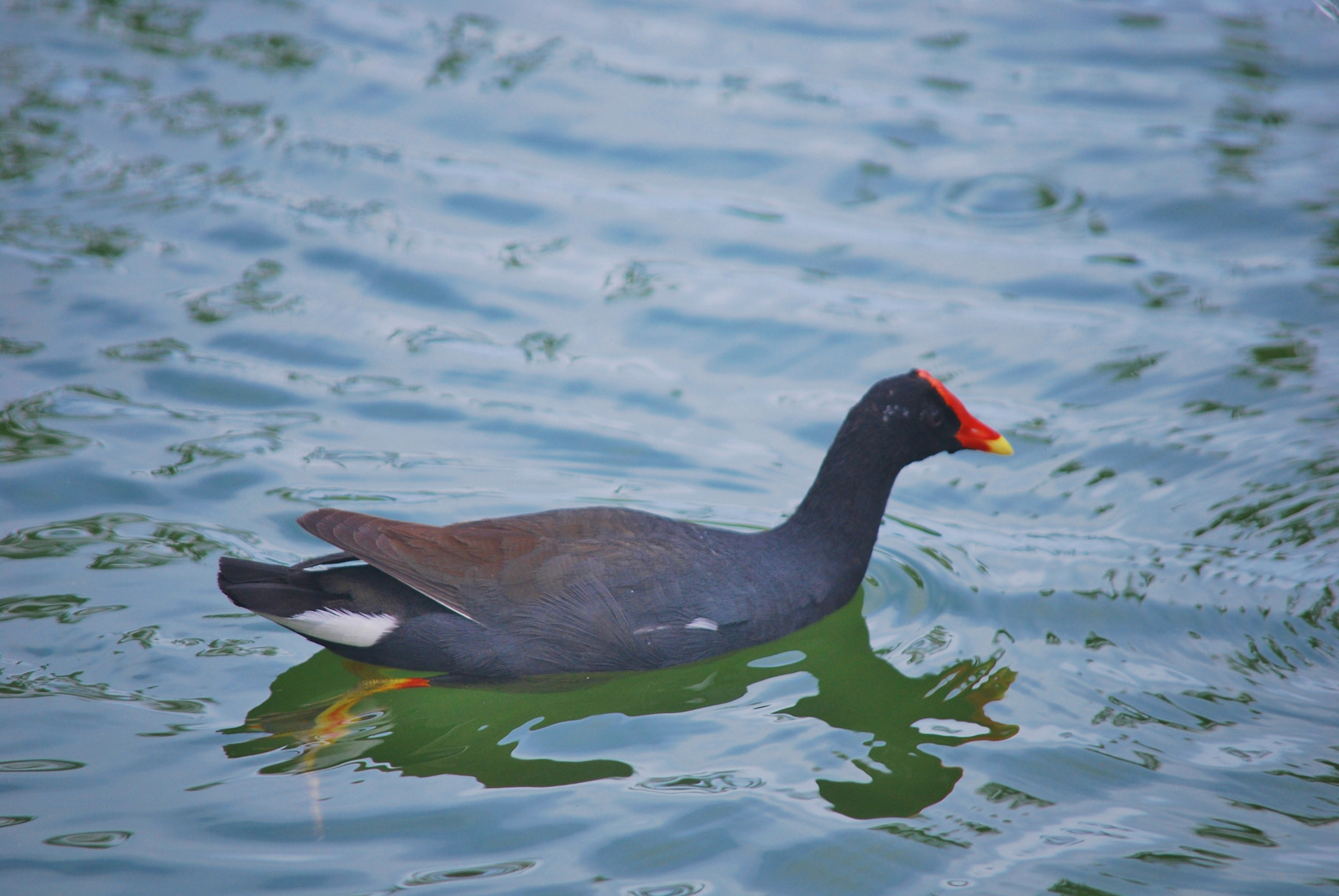 Nikon D60 sample photo. Alae ula common hawaiian moorhen photography