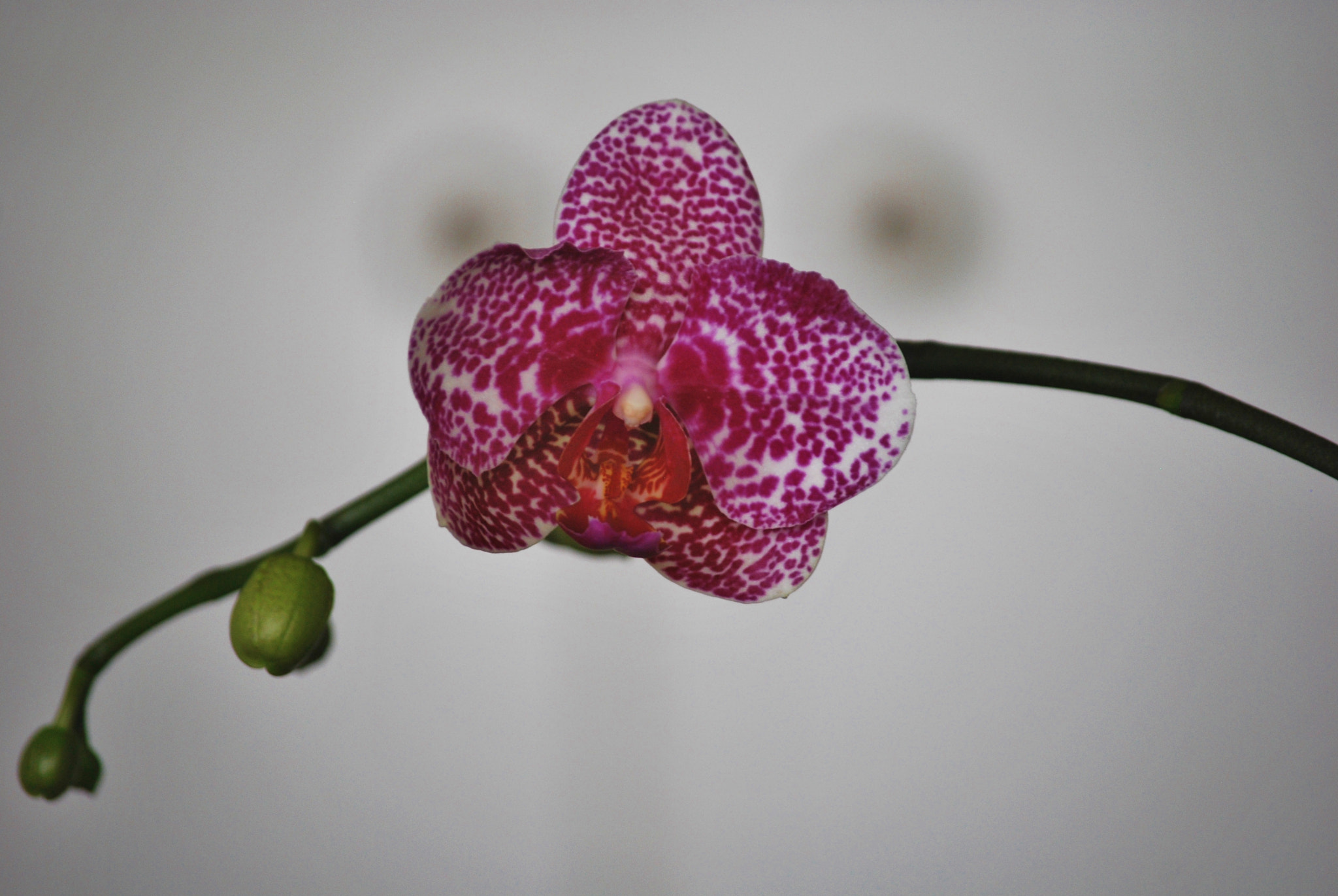 Nikon D60 sample photo. Alien camouflage ... photography