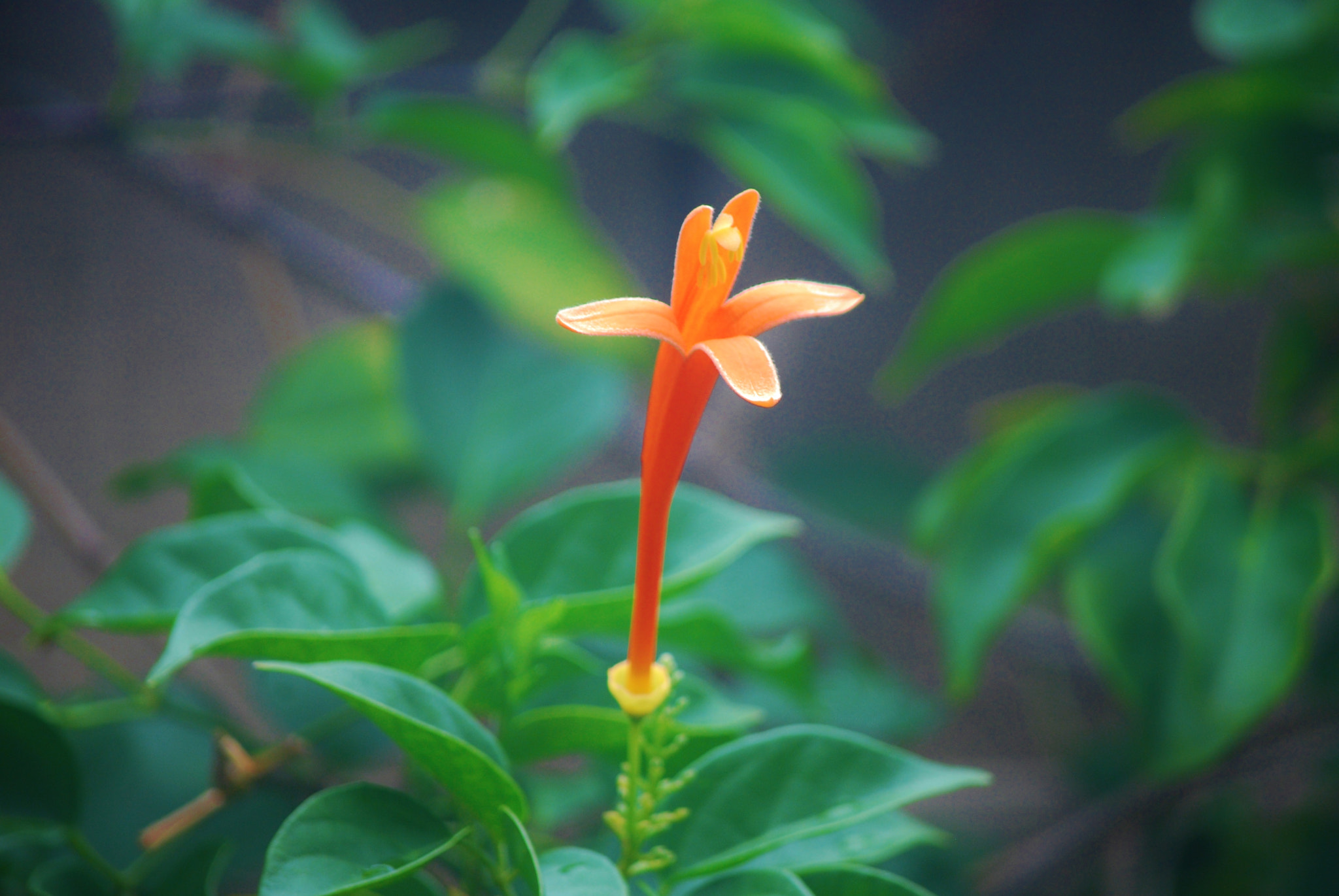 Nikon D60 sample photo. All alone am i ! photography
