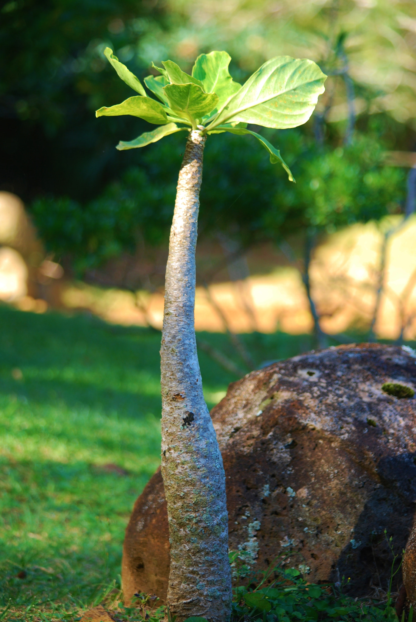 Nikon D60 sample photo. Anchored ! photography