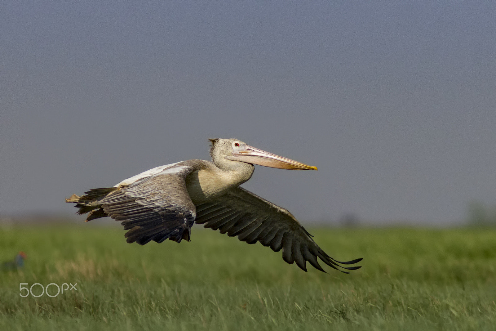 Canon EF 300mm F4L IS USM sample photo. Spot-billed pelican photography