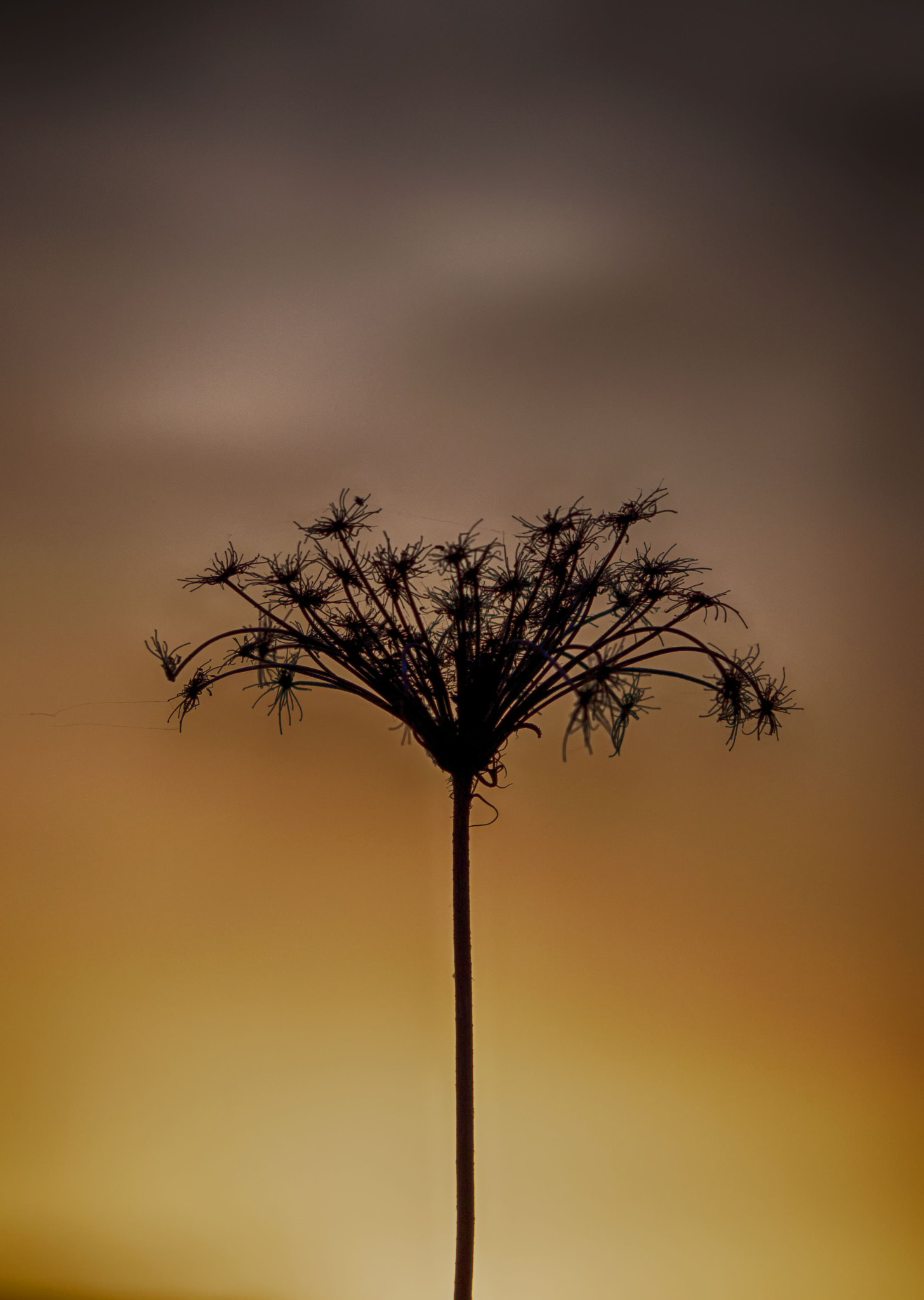 Olympus PEN E-PL5 sample photo. Sunset flower photography