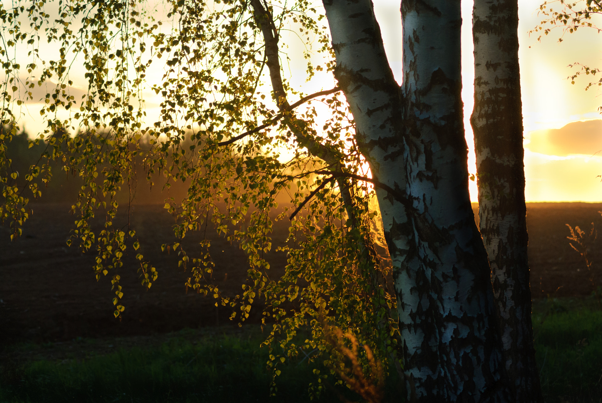 AF Zoom-Nikkor 75-300mm f/4.5-5.6 sample photo. Был месяц май... photography