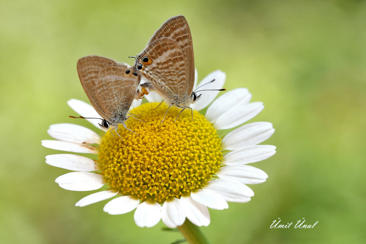 Canon EOS 40D + Canon EF 100mm F2.8 Macro USM sample photo. Long-tailed blue photography