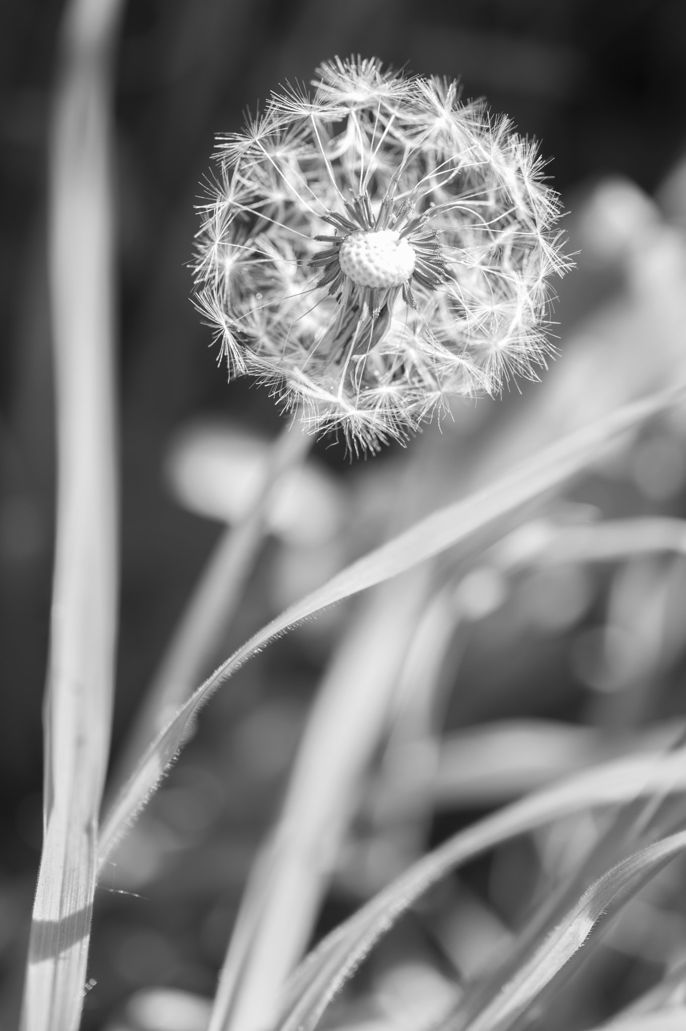 smc PENTAX-F MACRO 50mm F2.8 sample photo. Tick tock photography
