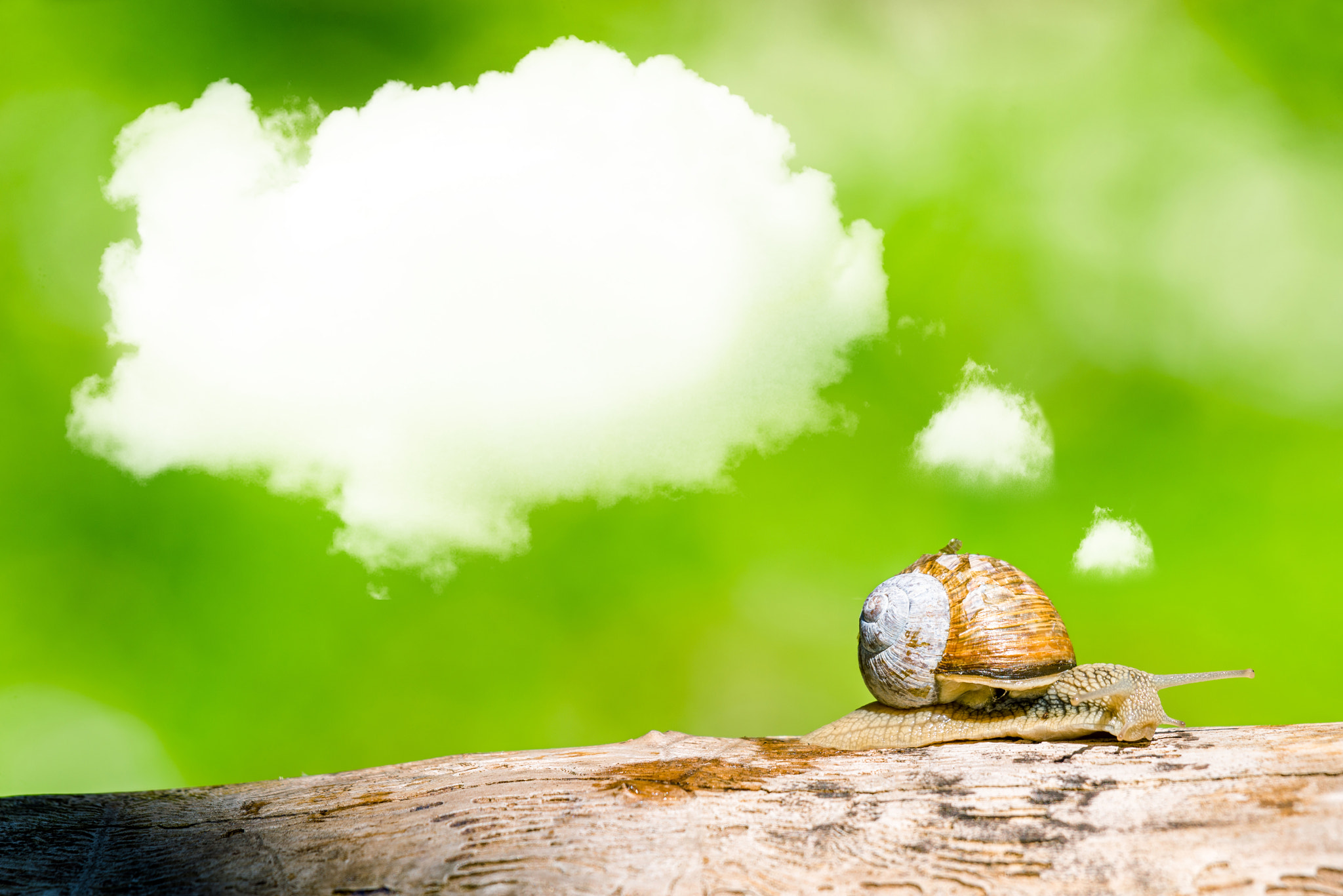 Sony 70-400mm F4-5.6 G SSM II sample photo. Daydreaming snail on a branch photography