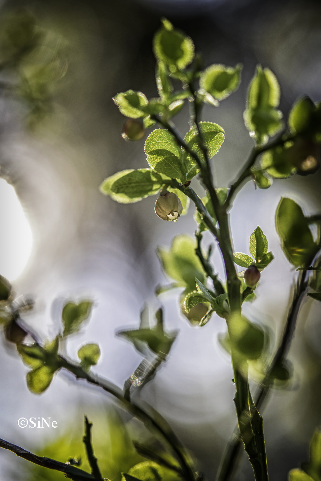 Nikon AF-S Micro-Nikkor 60mm F2.8G ED sample photo. Beerchen --  blueberry flower photography