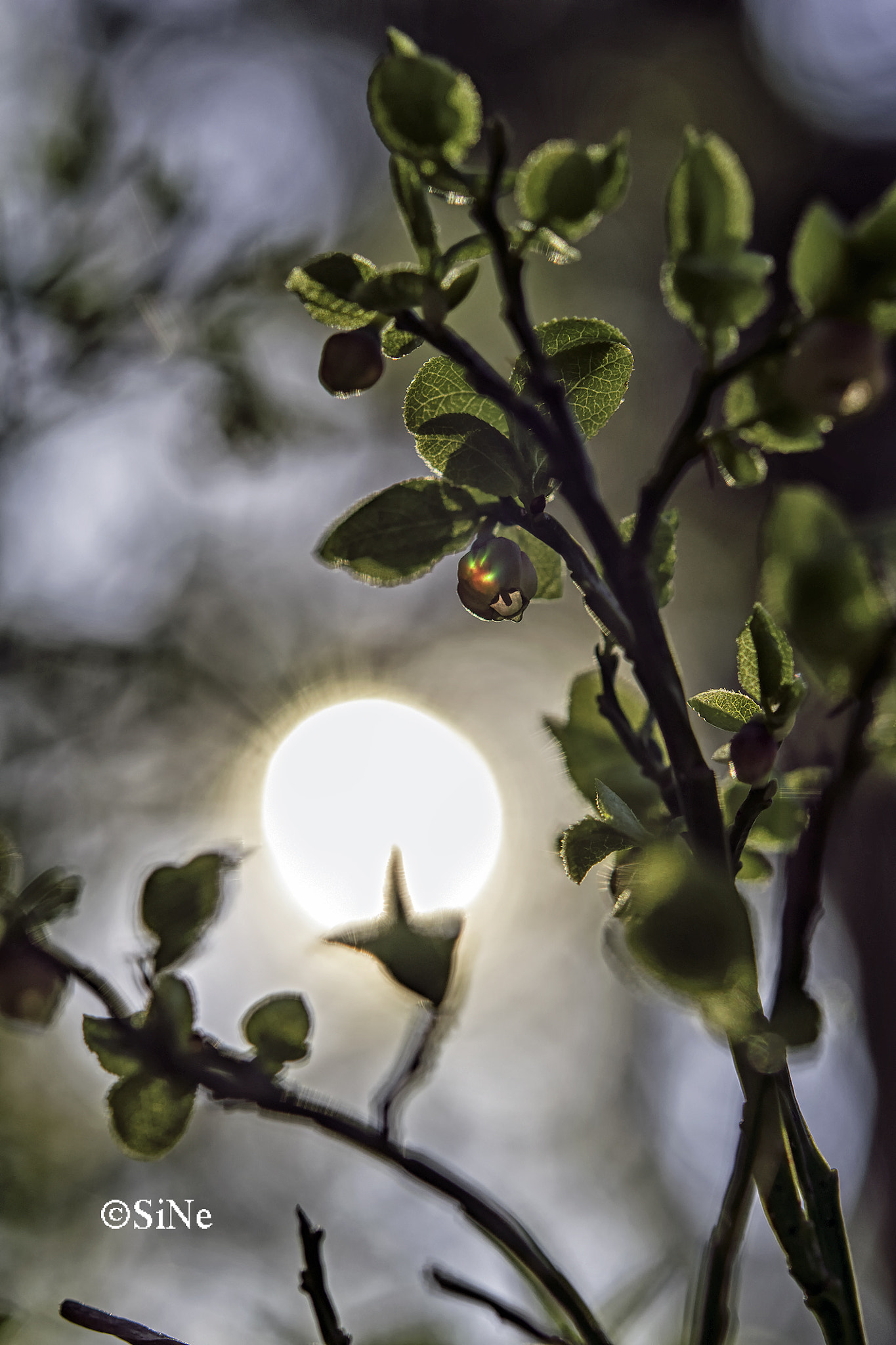 Nikon AF-S Micro-Nikkor 60mm F2.8G ED sample photo. Beerchen --  blueberry flower photography