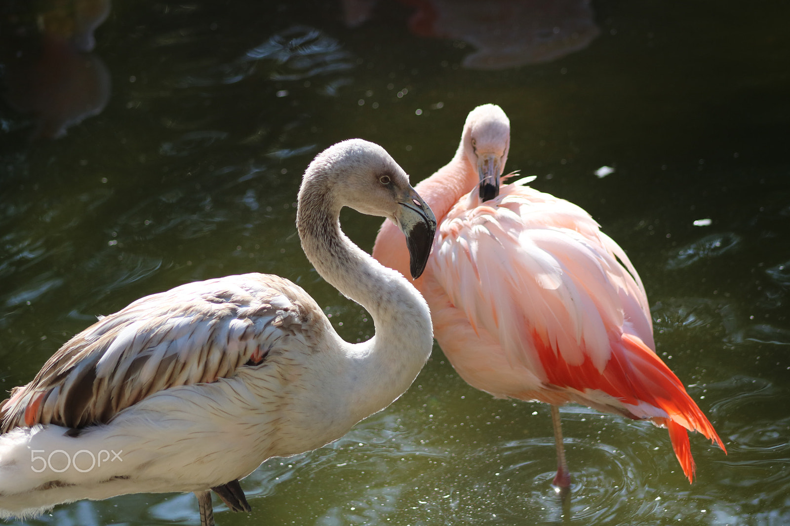 Canon EF 75-300mm f/4-5.6 USM sample photo. Flamingos 7429 photography