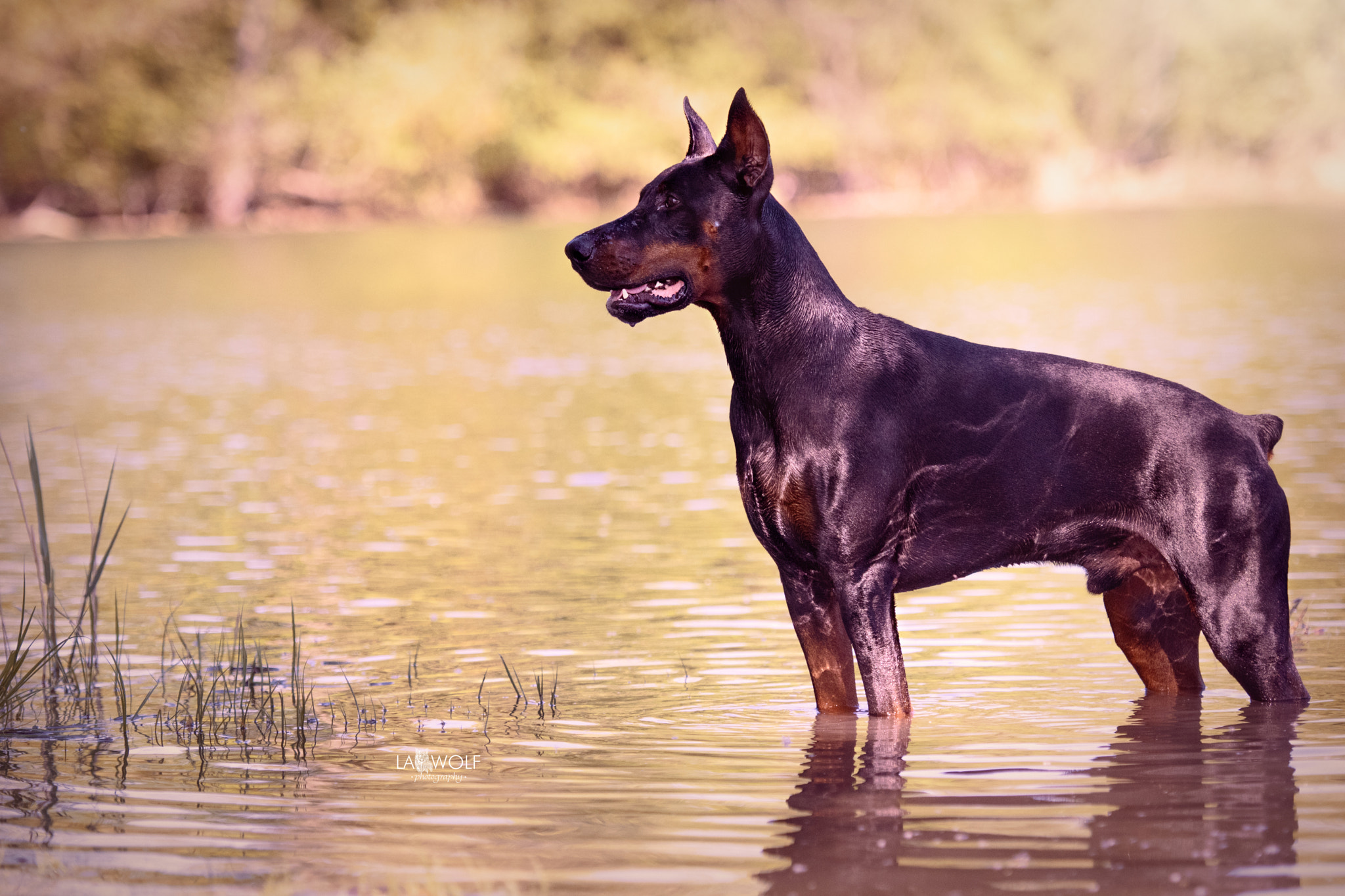Nikon AF-S Nikkor 70-200mm F2.8G ED VR II sample photo. #shantithdoberman taking a bath photography