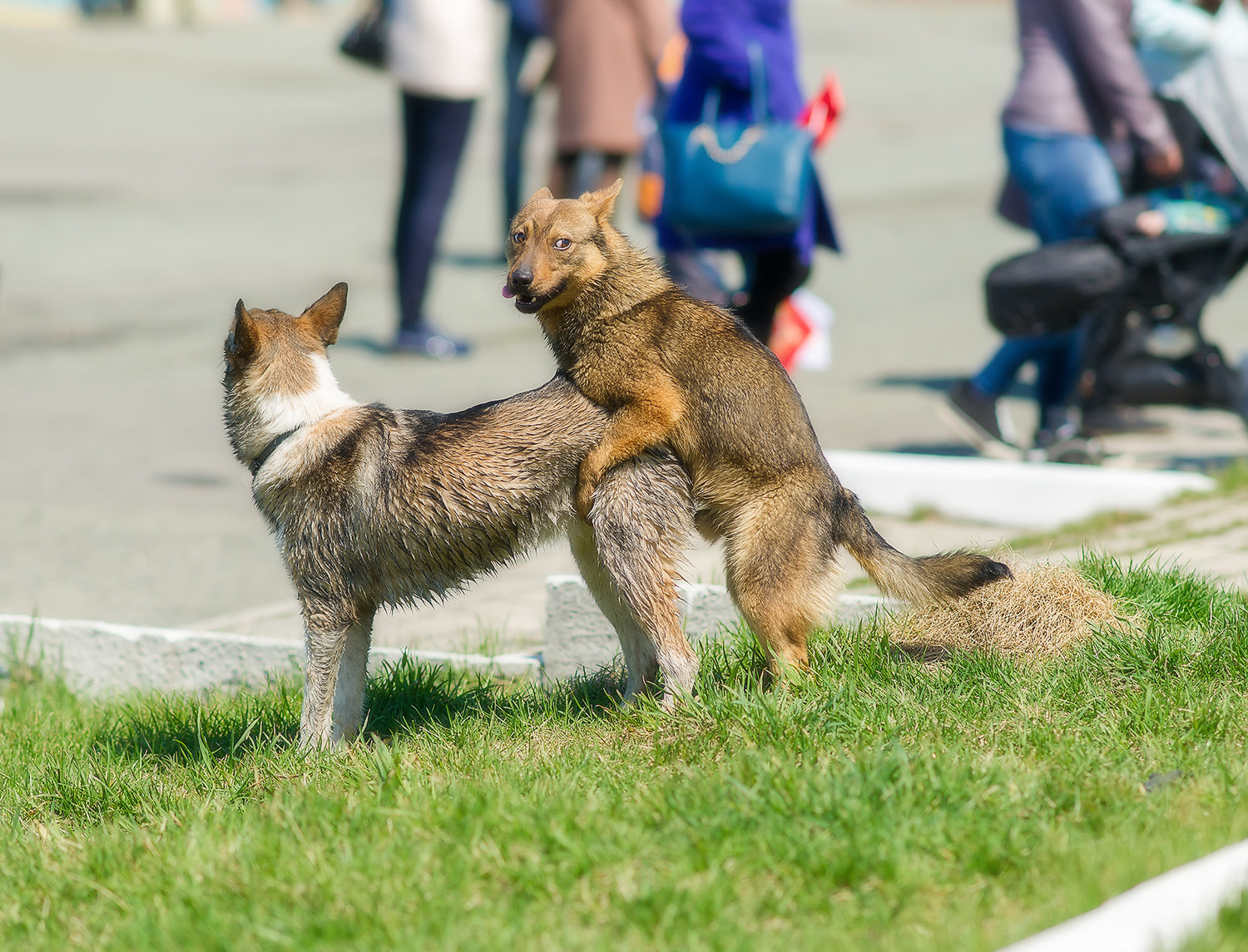 Sony Sonnar T* 135mm F1.8 ZA sample photo. Seize the moment. photography
