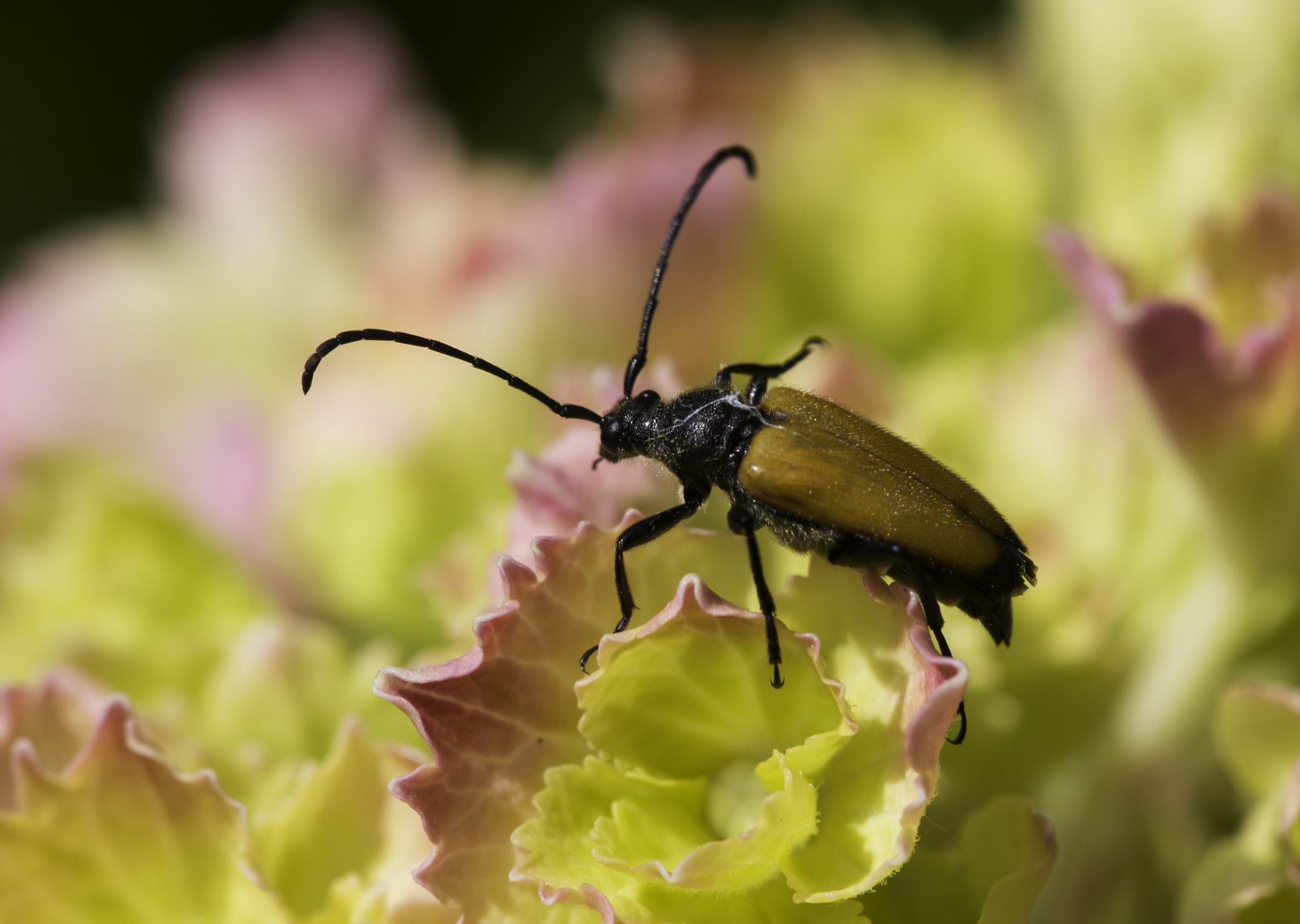 Sigma APO Macro 150mm f/2.8 EX DG HSM sample photo. Paracorymbia fulva photography