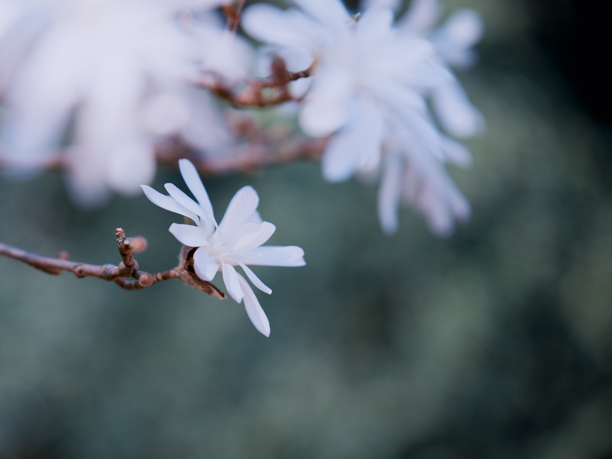 Sony a99 II + Tamron SP 70-200mm F2.8 Di VC USD sample photo. Flower photography