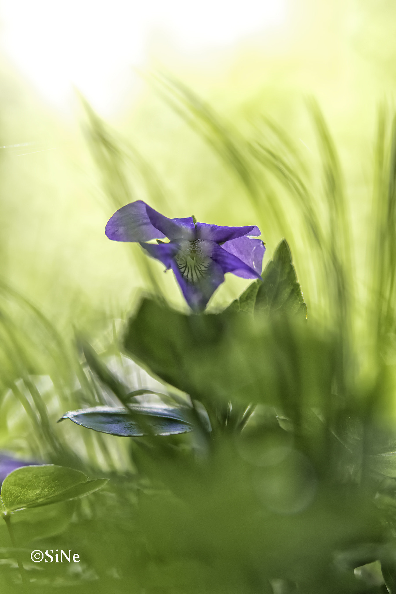 Nikon AF-S Micro-Nikkor 60mm F2.8G ED sample photo. Violaceae --  veilchen -- violet photography