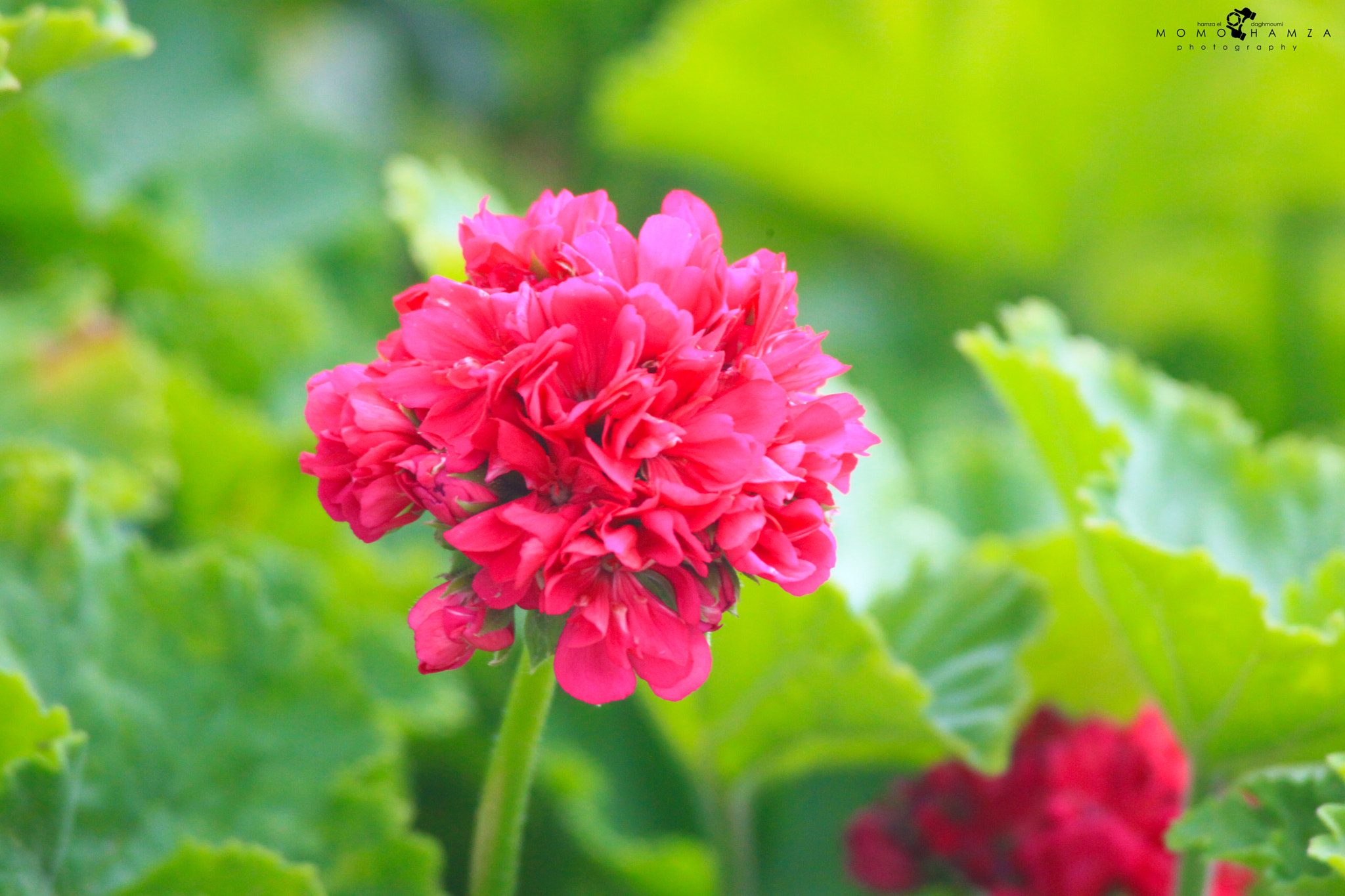 Canon EF 100-300mm f/5.6 sample photo. زهراء  photography