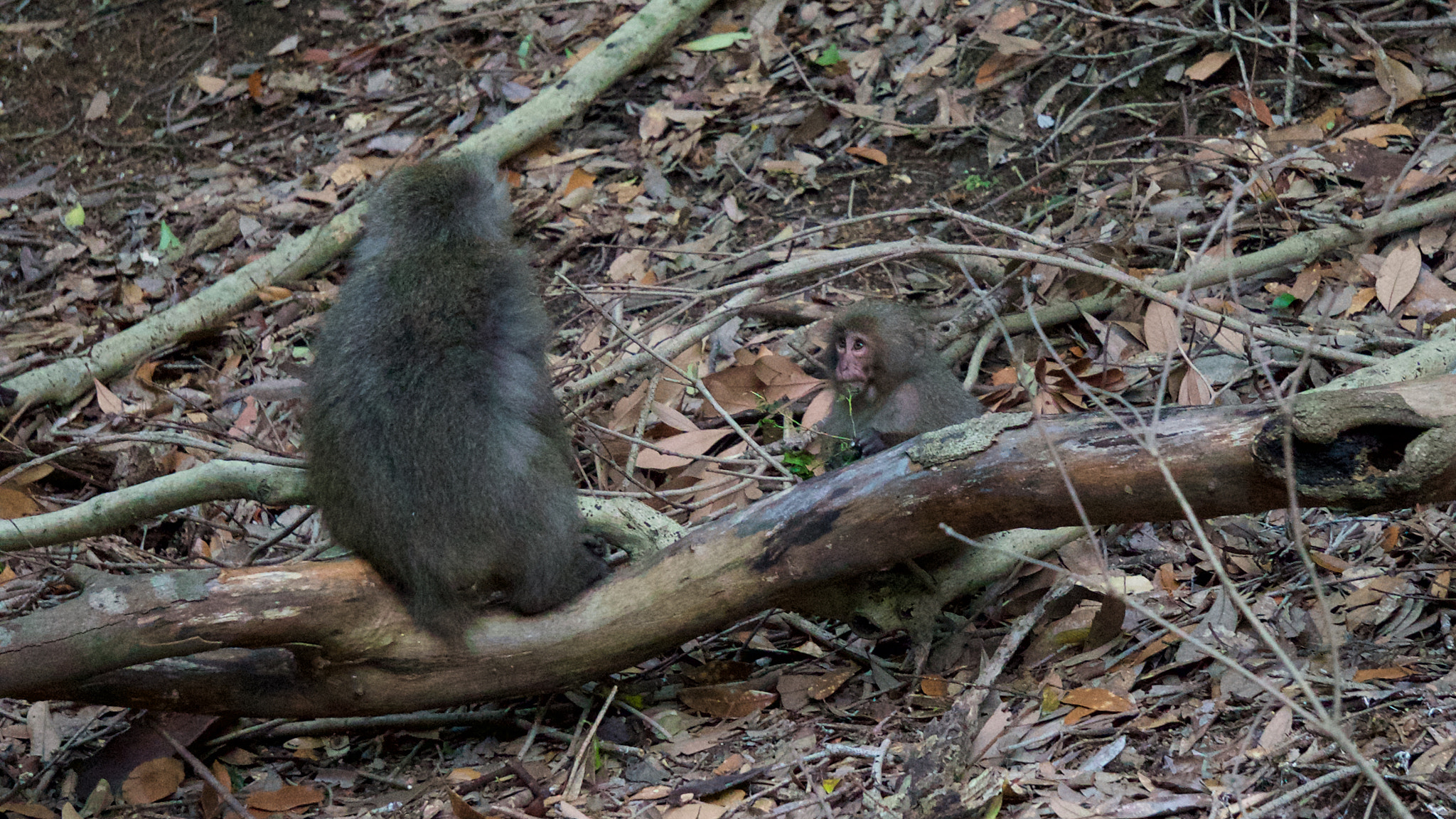 Sony a7S sample photo. A baby monkey and the mother photography