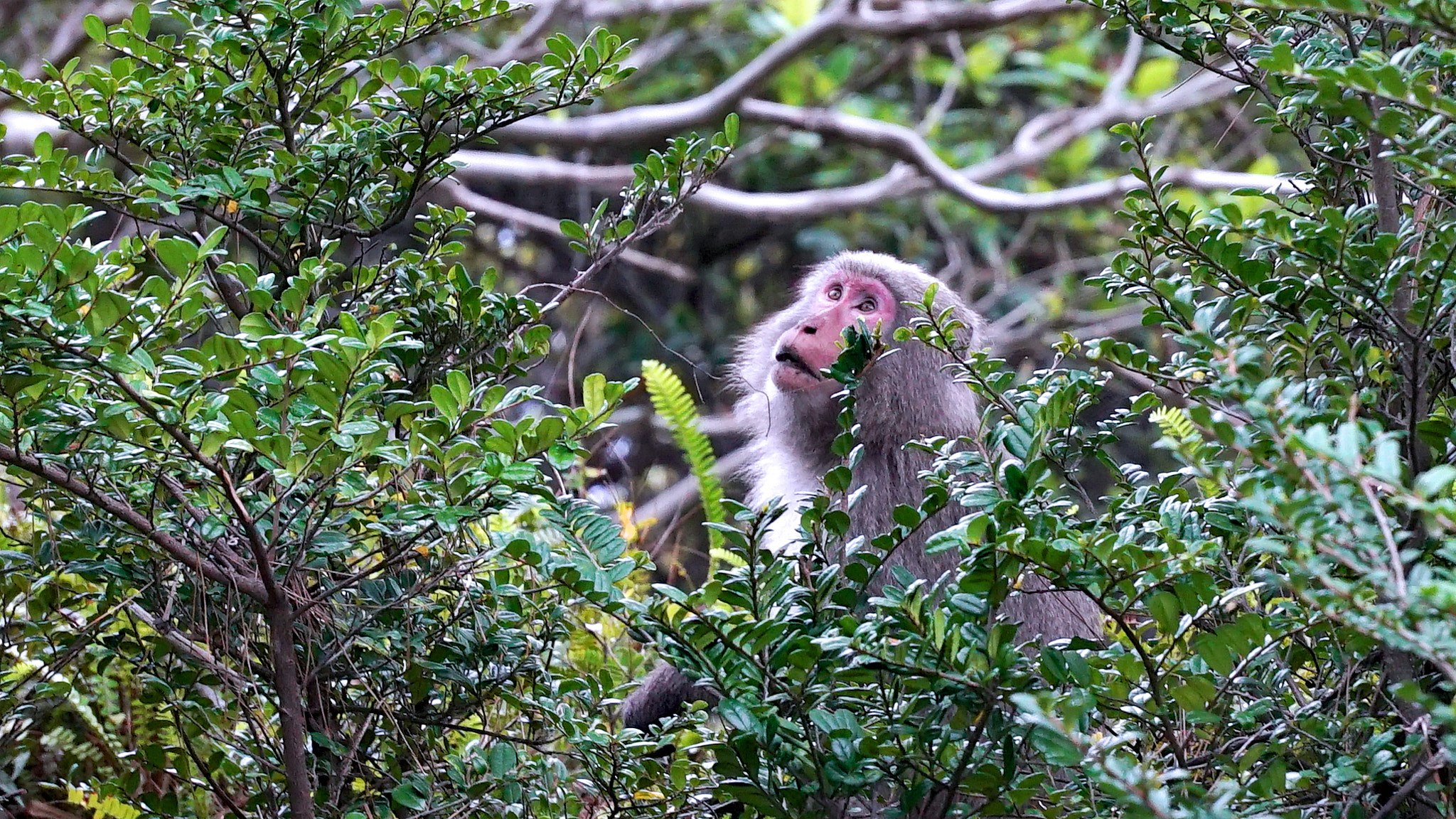 Sony a7S sample photo. A monkey on a tree photography