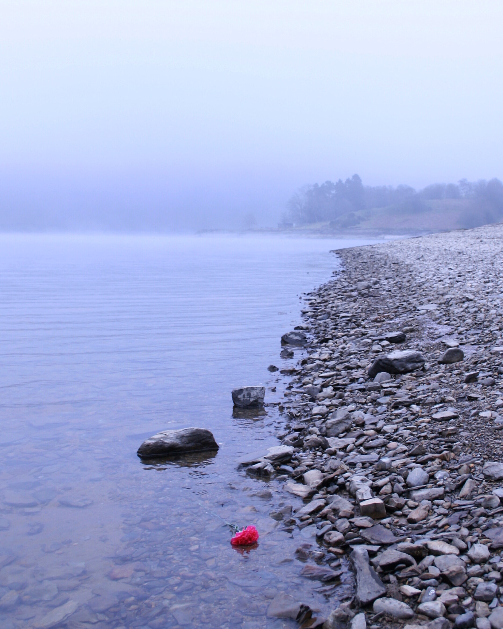 Canon EF-S 18-55mm F3.5-5.6 sample photo. Just a pink rose floating on a frozen lake photography