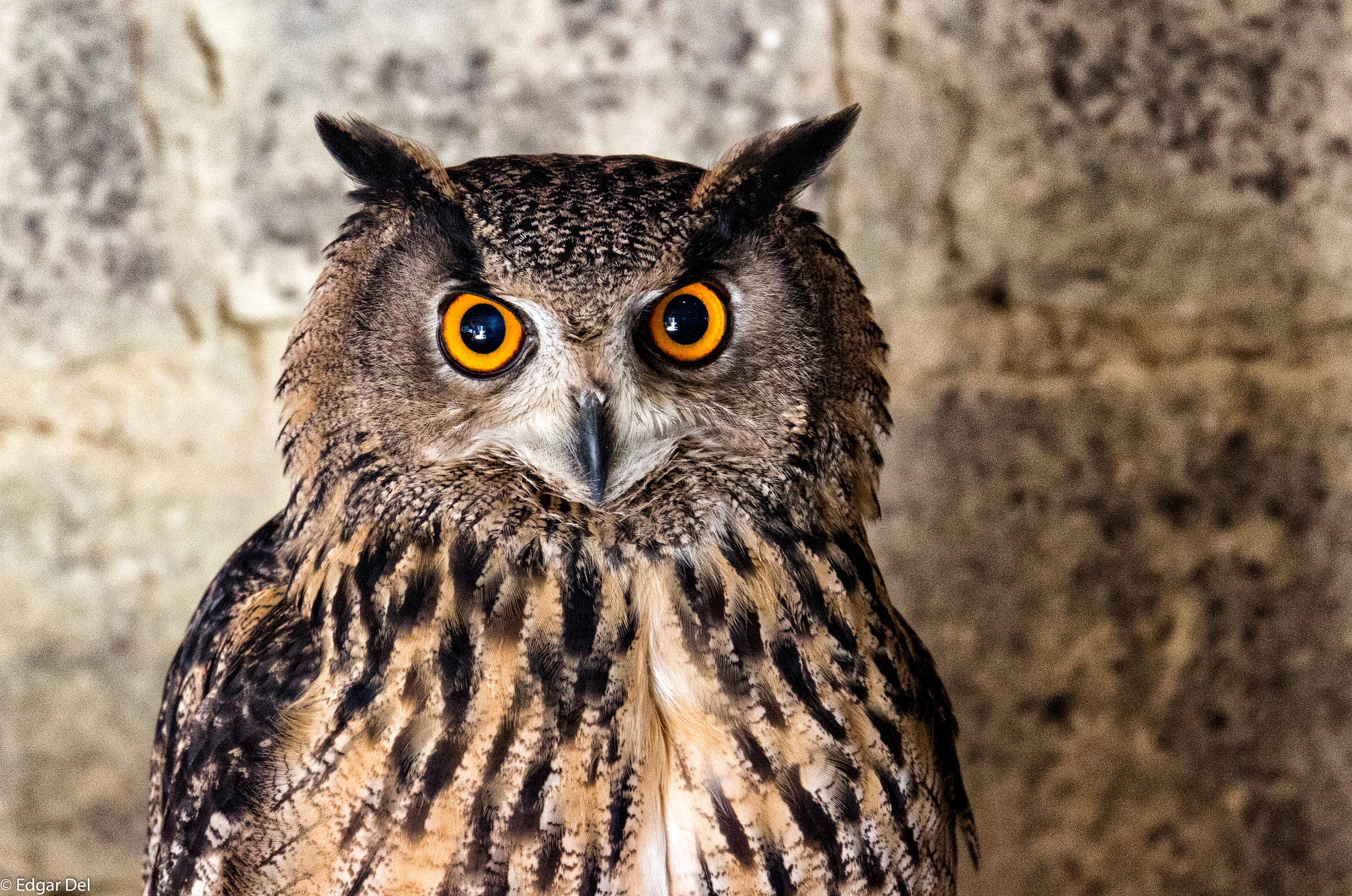 Canon EF 24-105mm F3.5-5.6 IS STM sample photo. Grand duc photography