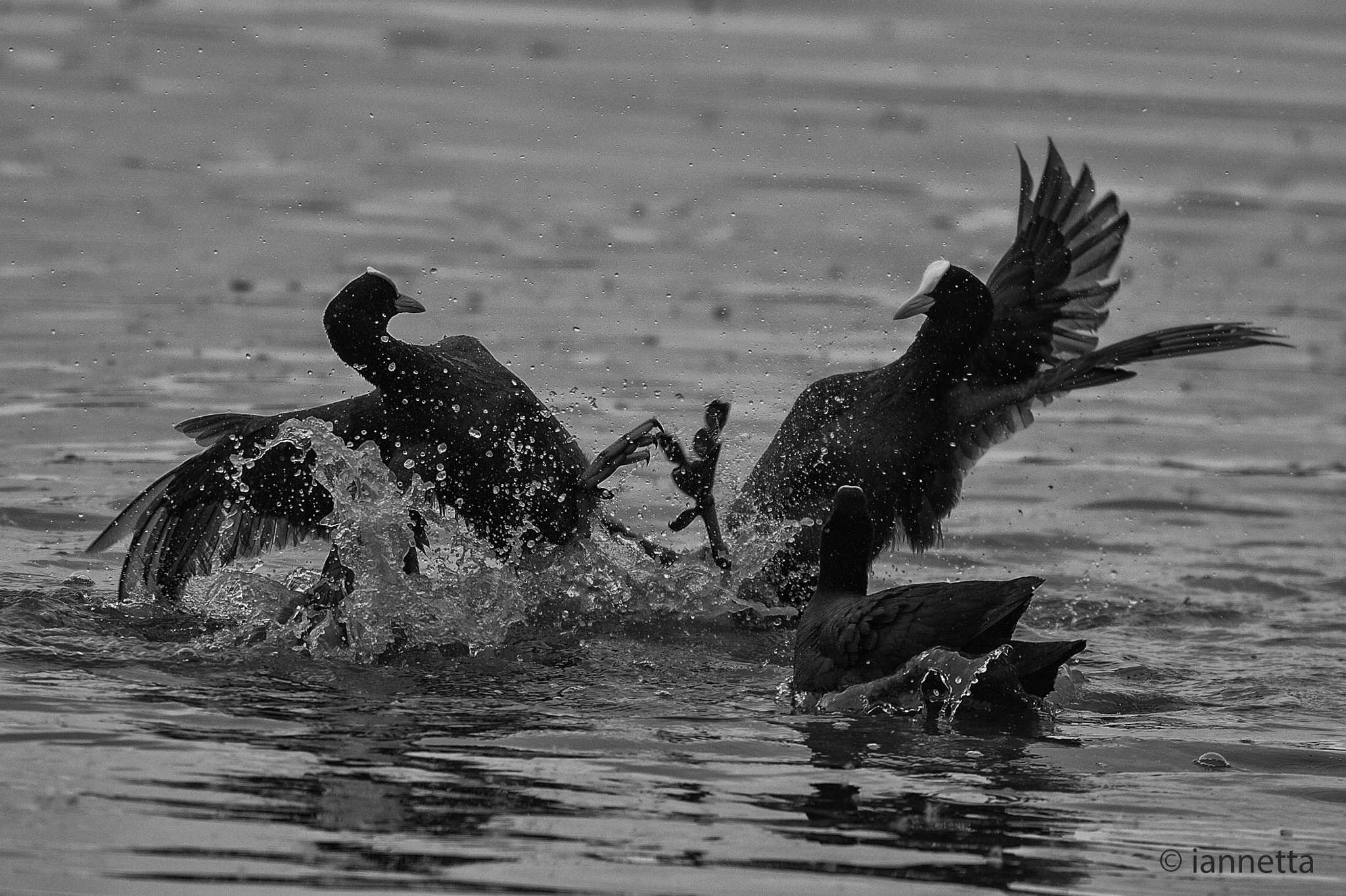 Nikon AF-S Nikkor 400mm F2.8G ED VR II sample photo. Lite tra folaghe photography